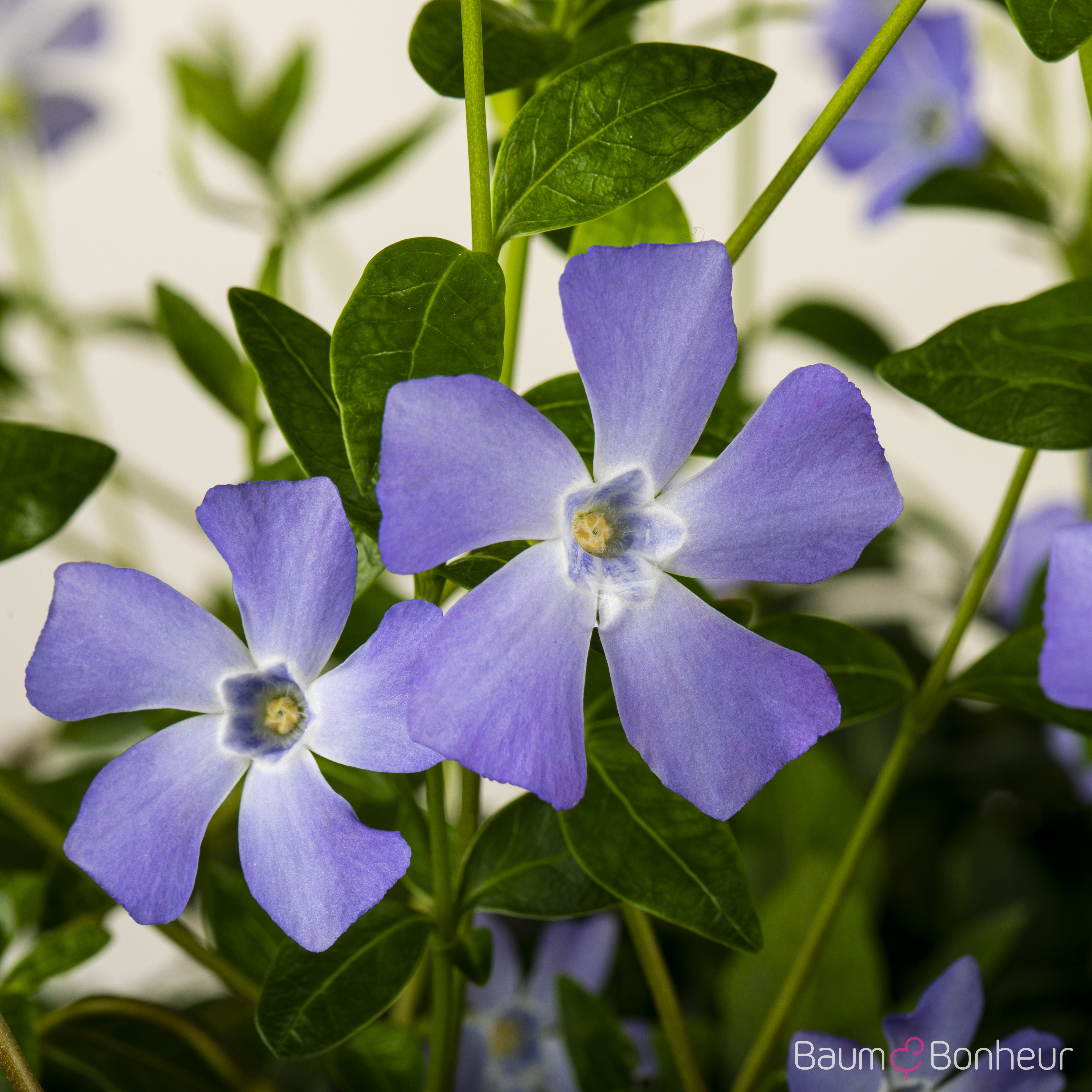 Vinca minor