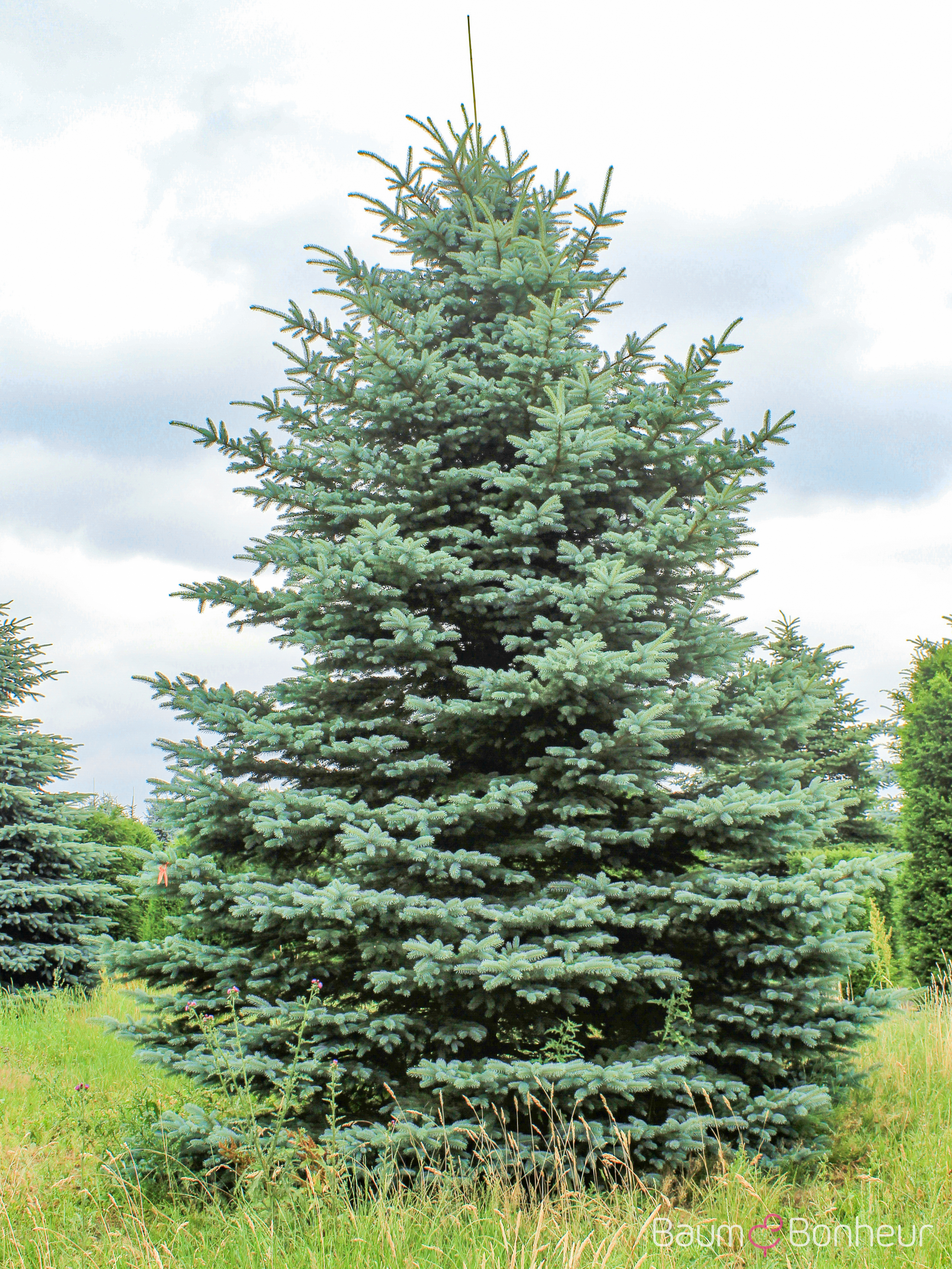 Picea pungens 'Glauca'