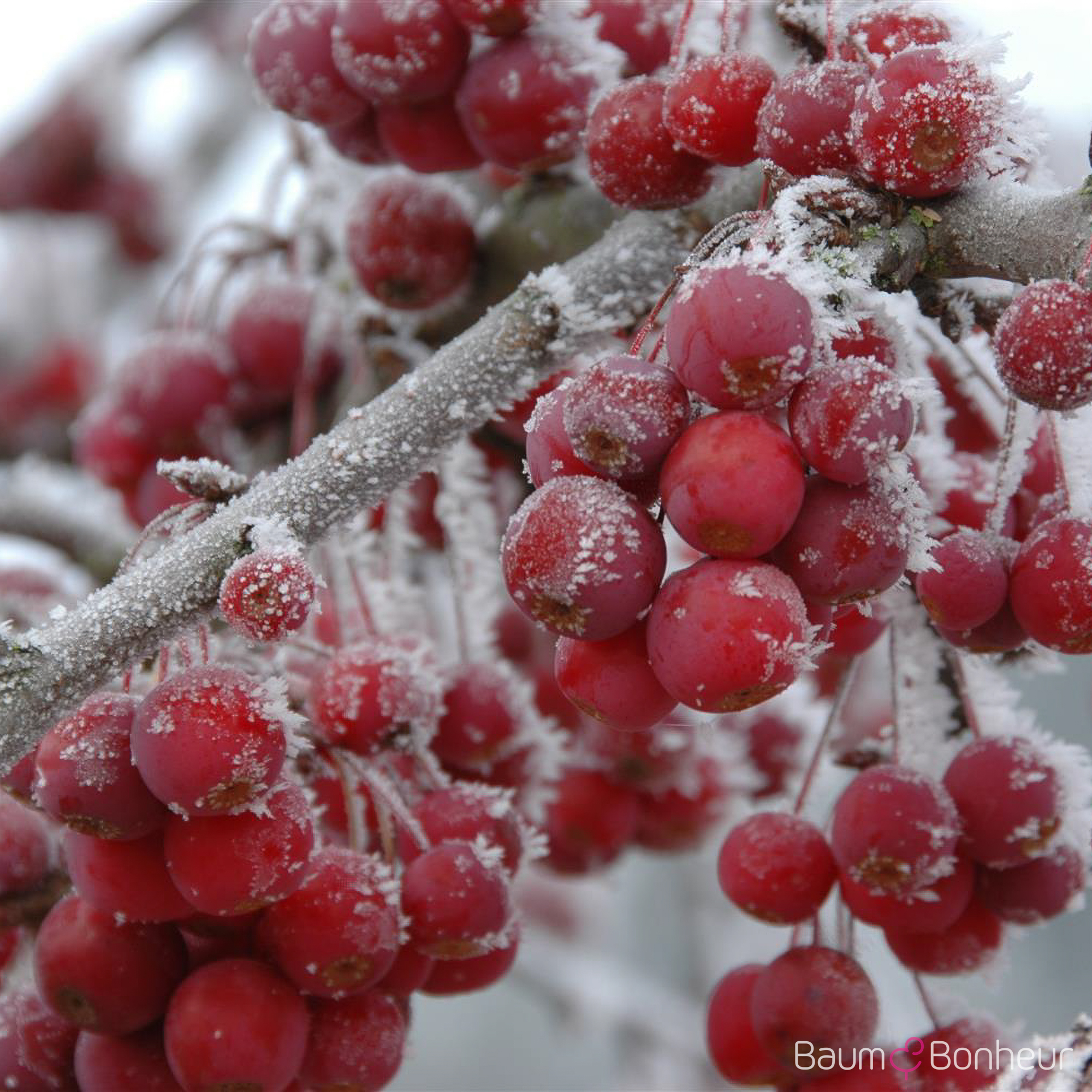 Malus 'Sugartime'