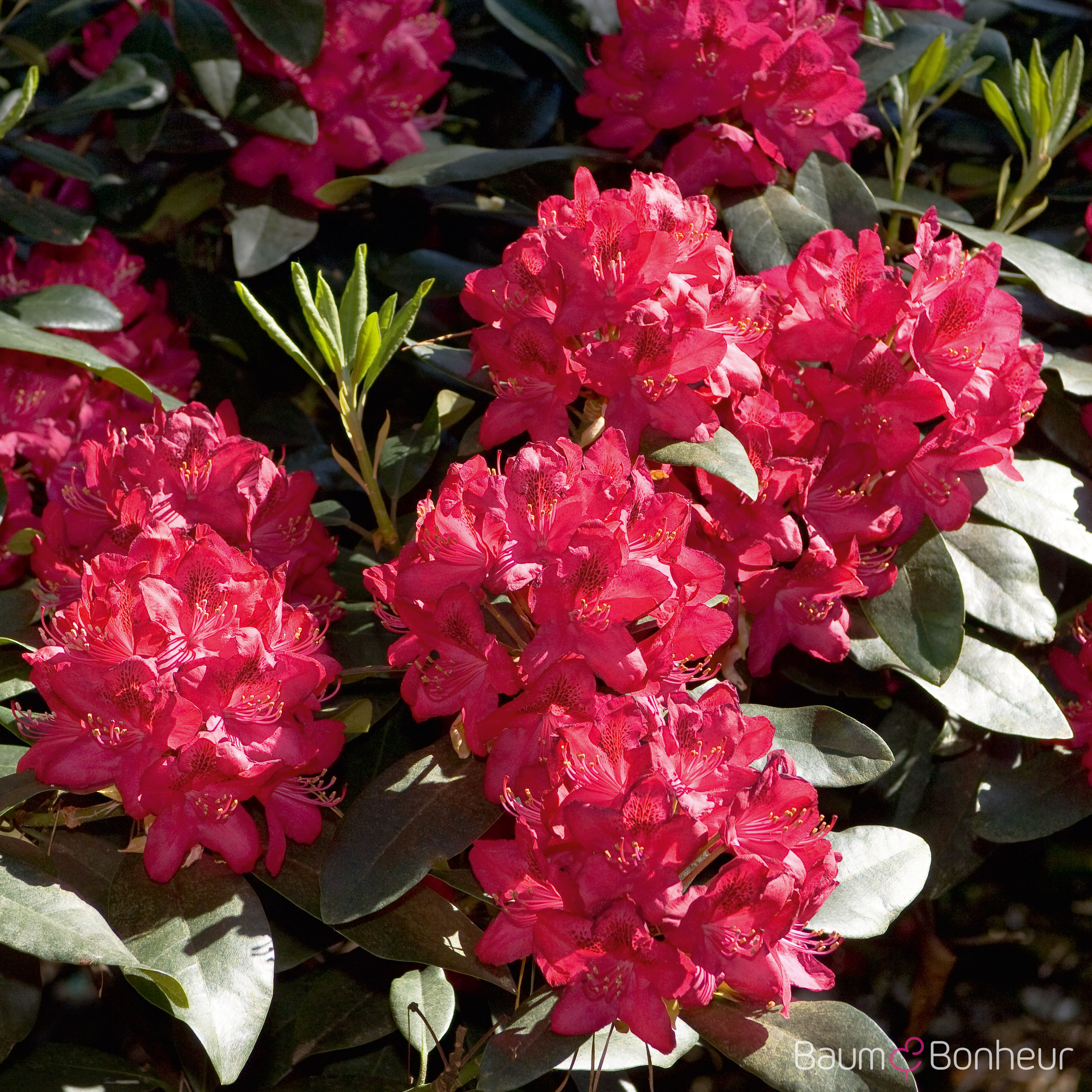 Rhododendron 'Nova Zembla'