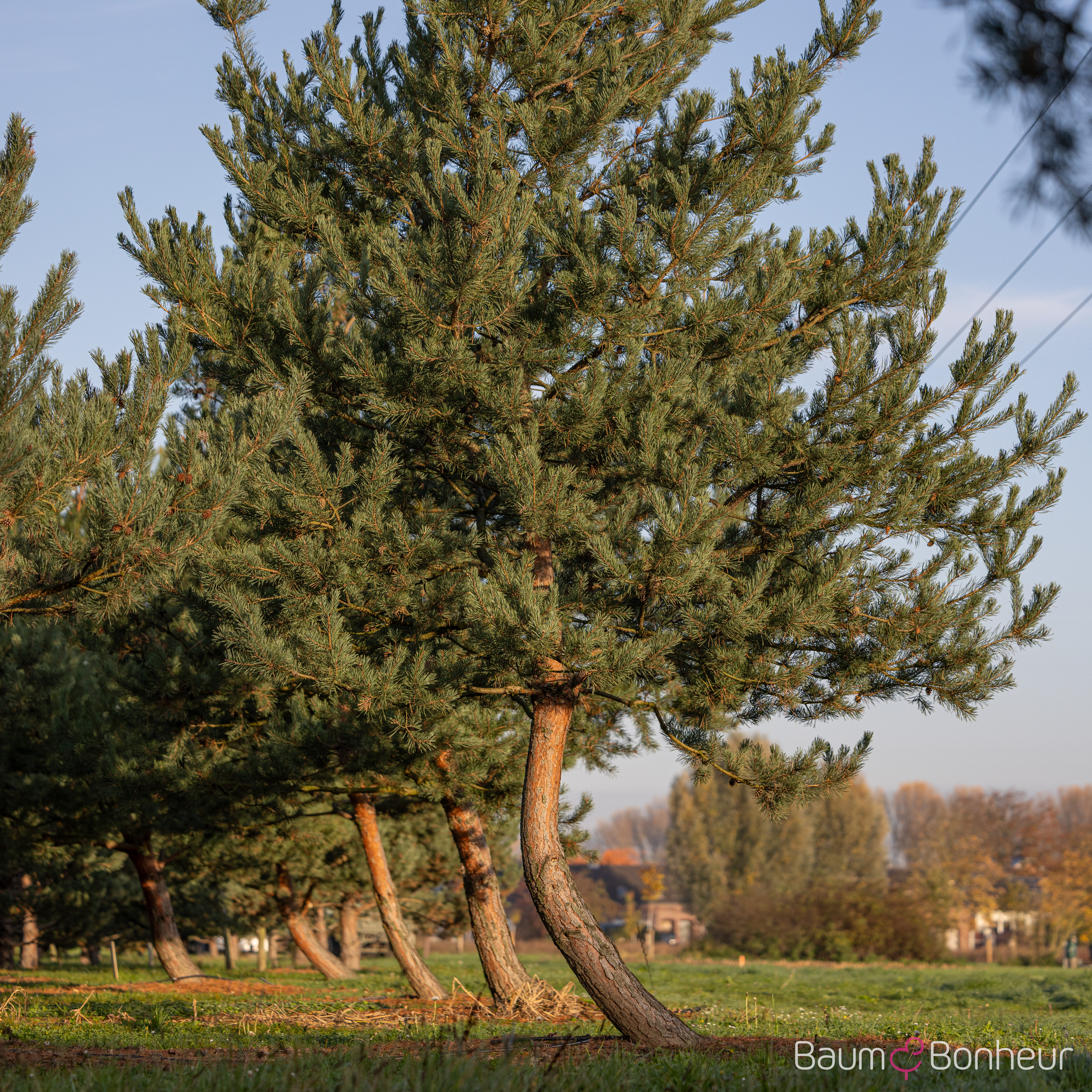 Pinus sylvestris
