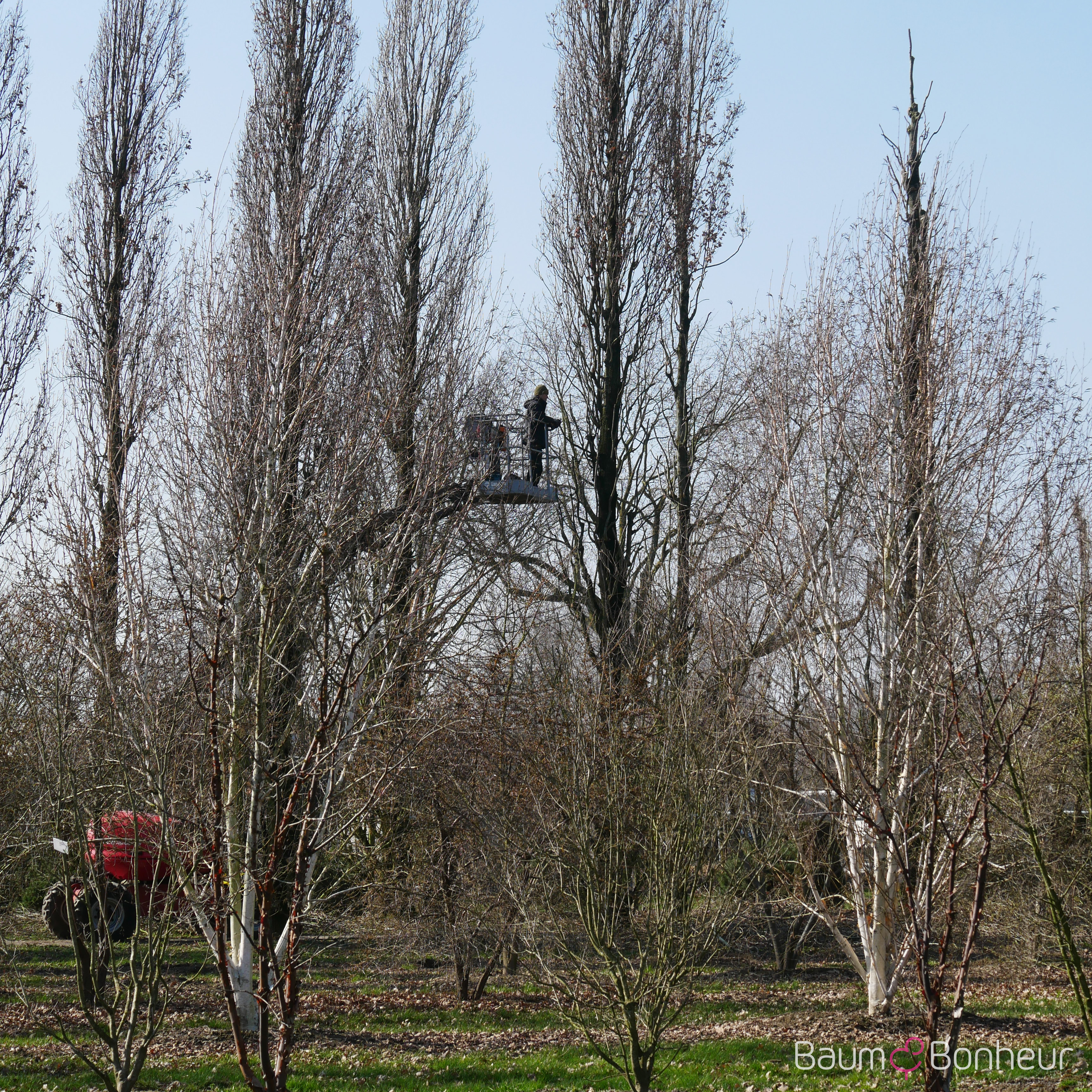 Quercus robur 'Fastigiata Dila'