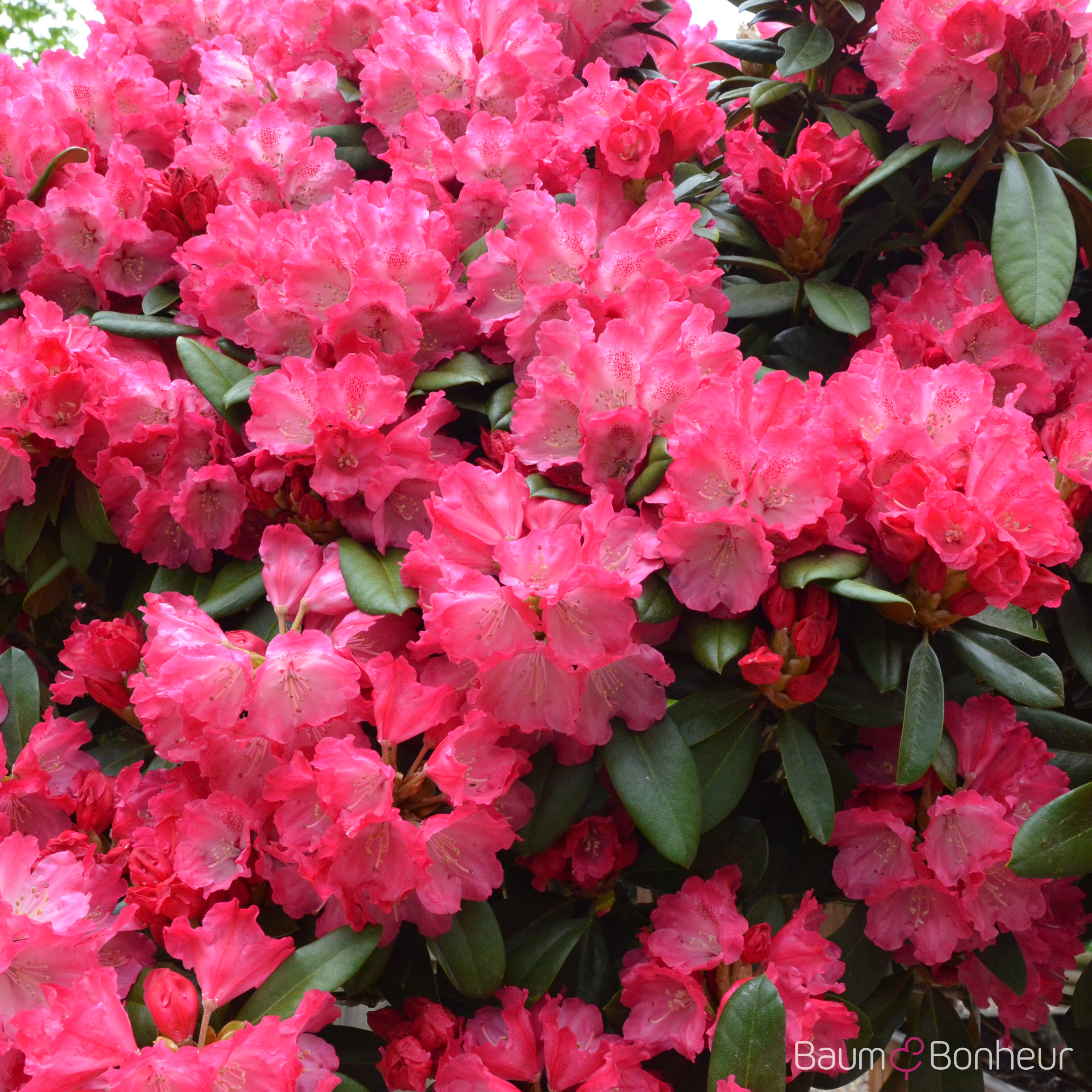 Rhododendron yakushimanum 'Morgenrot'