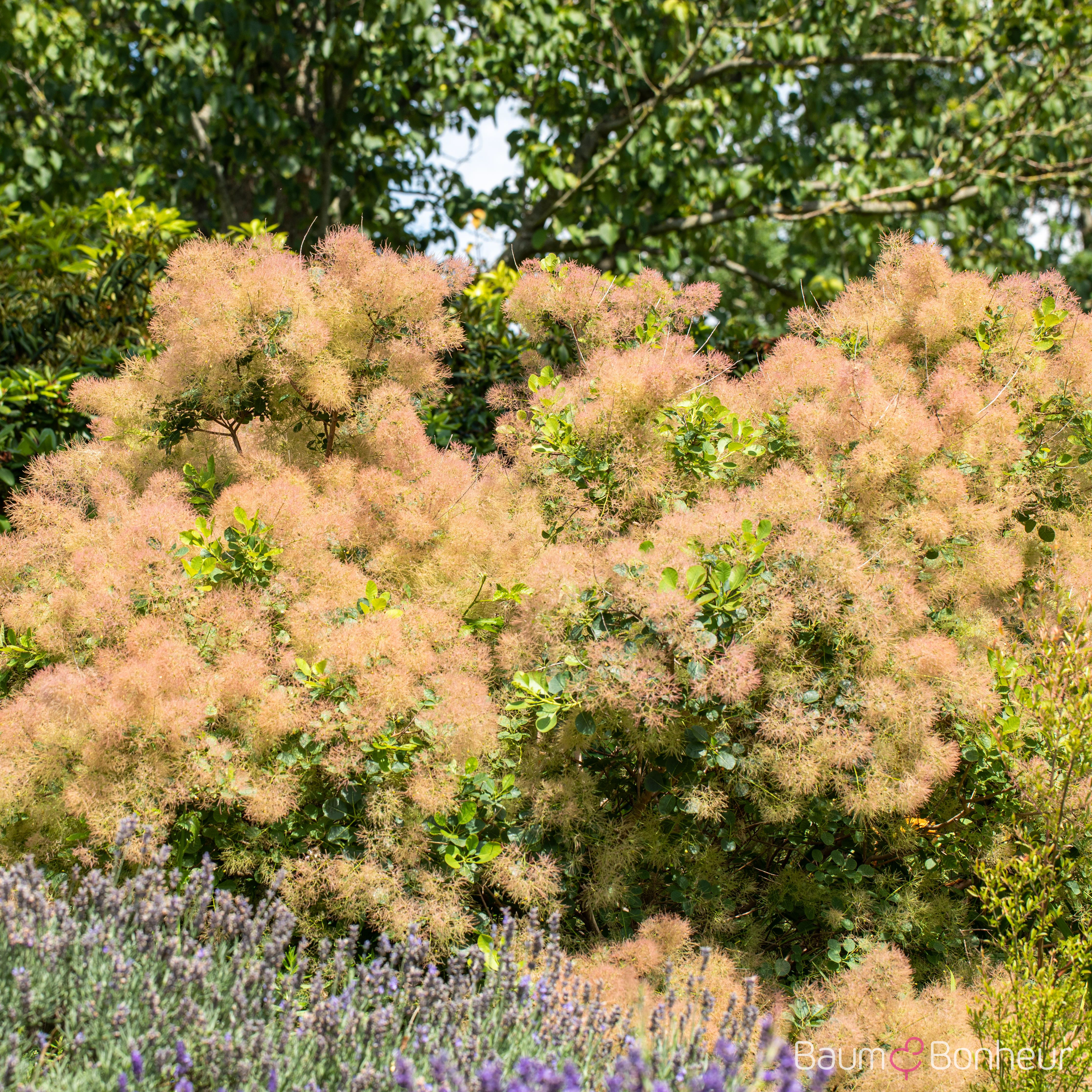 Cotinus coggygria