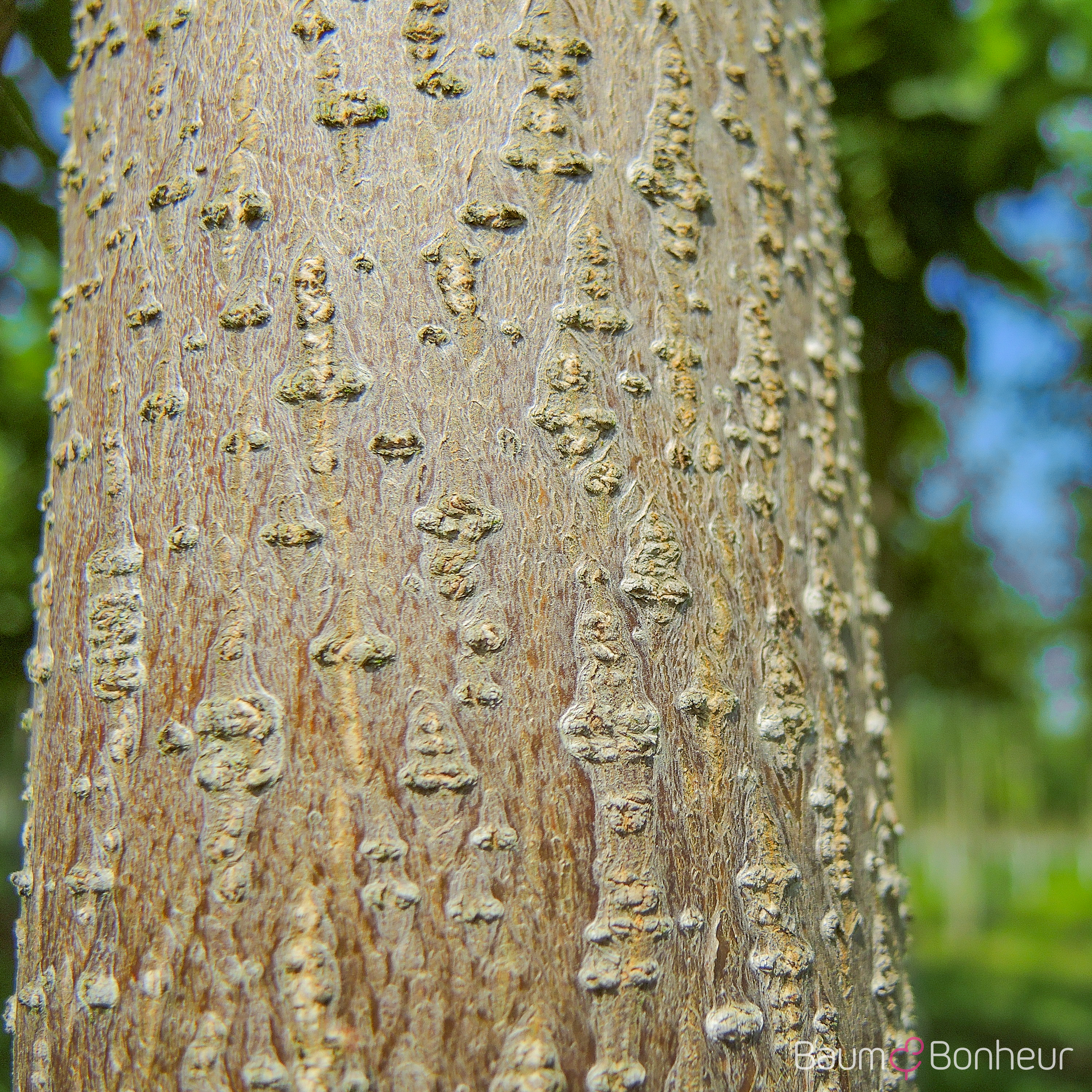 Paulownia tomentosa