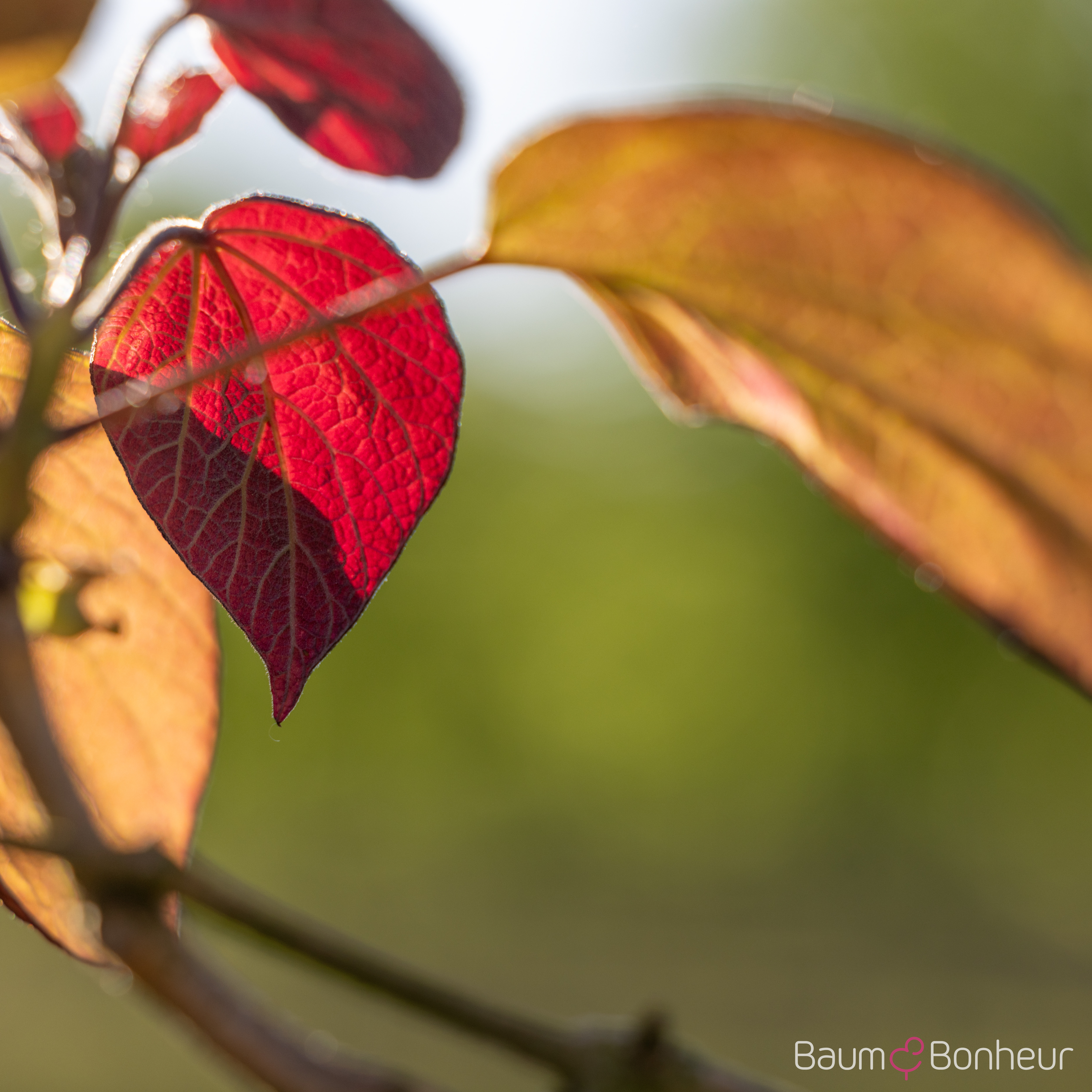 Catalpa x erubescens 'Purpurea'