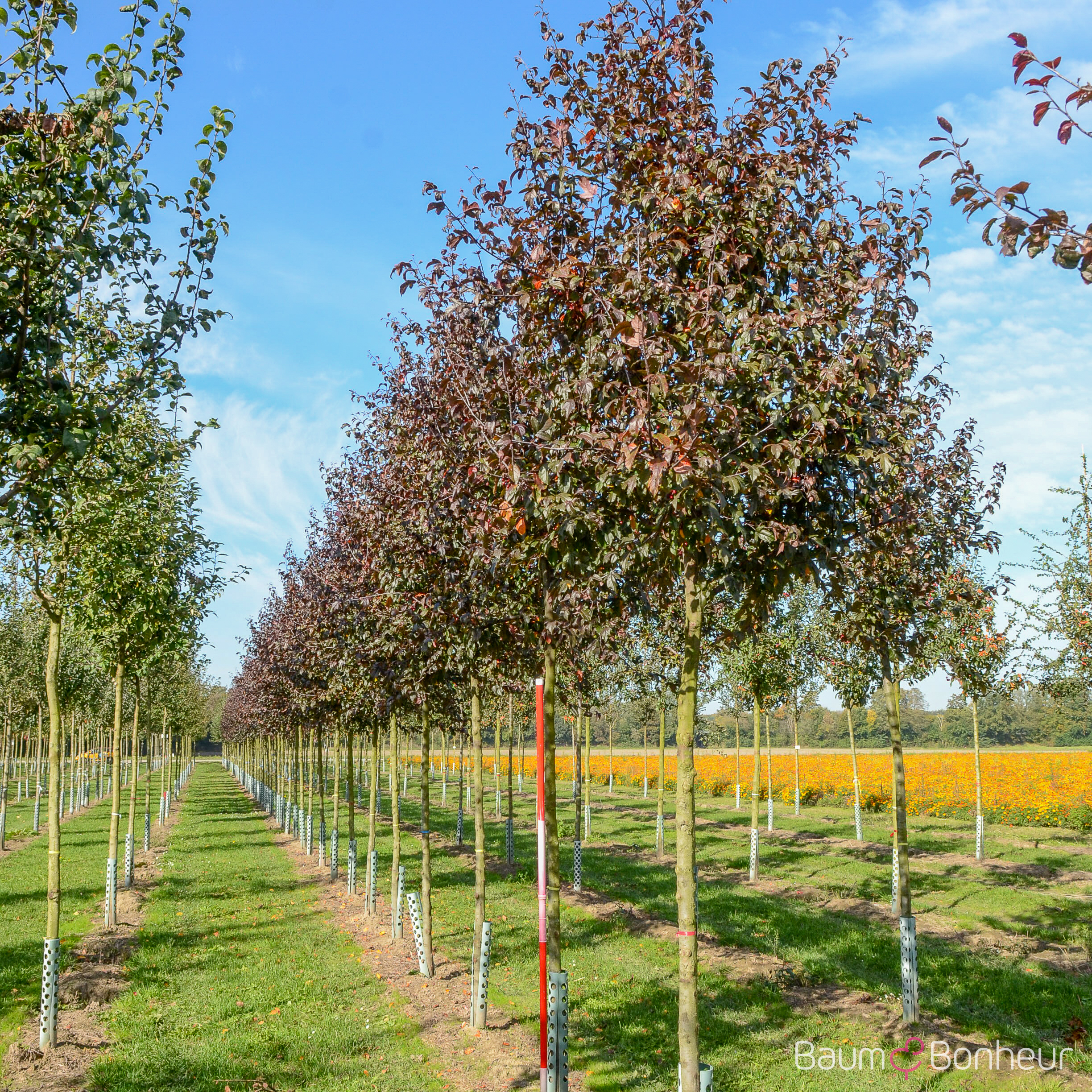 Malus 'Freija' -R-
