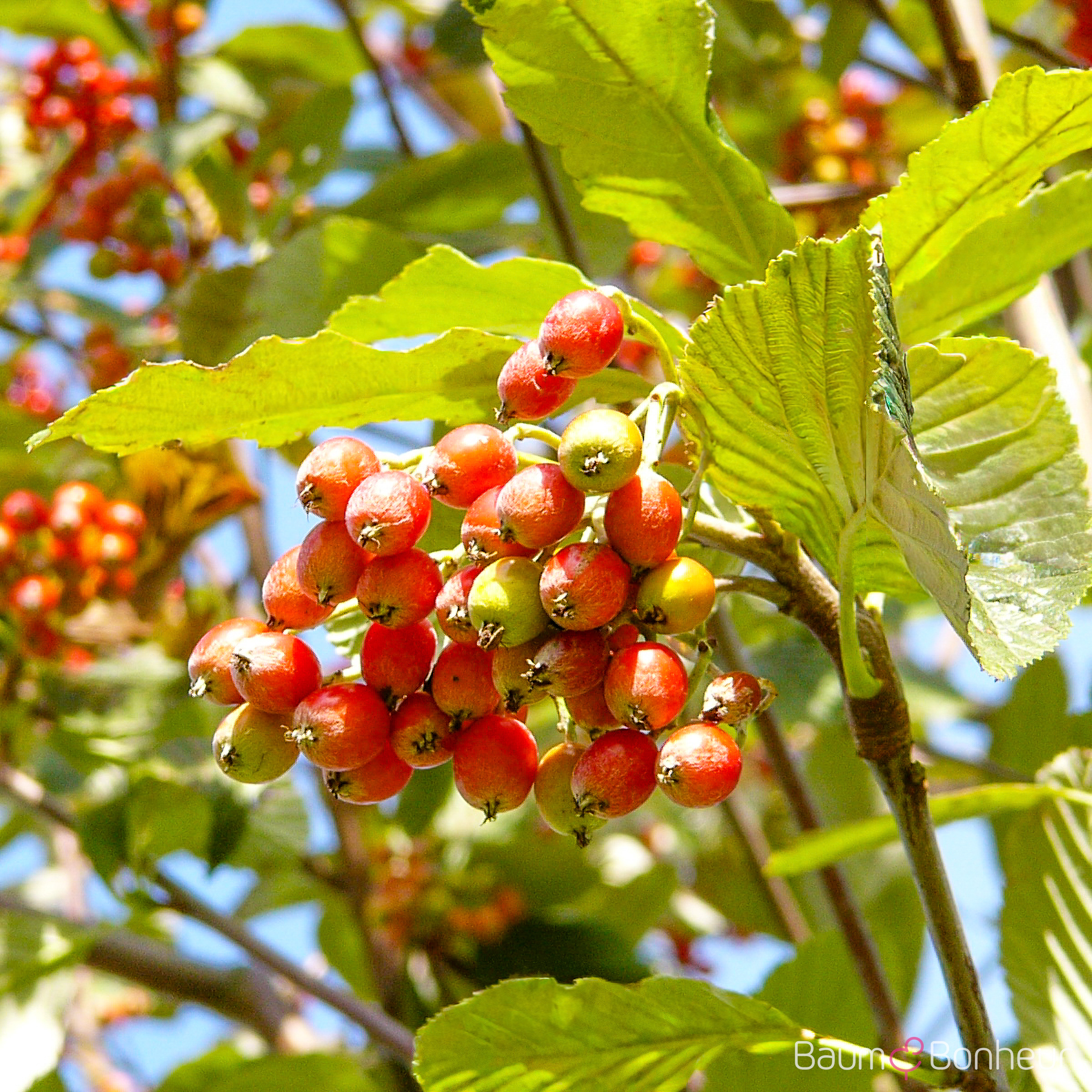 Sorbus aria 'Magnifica'