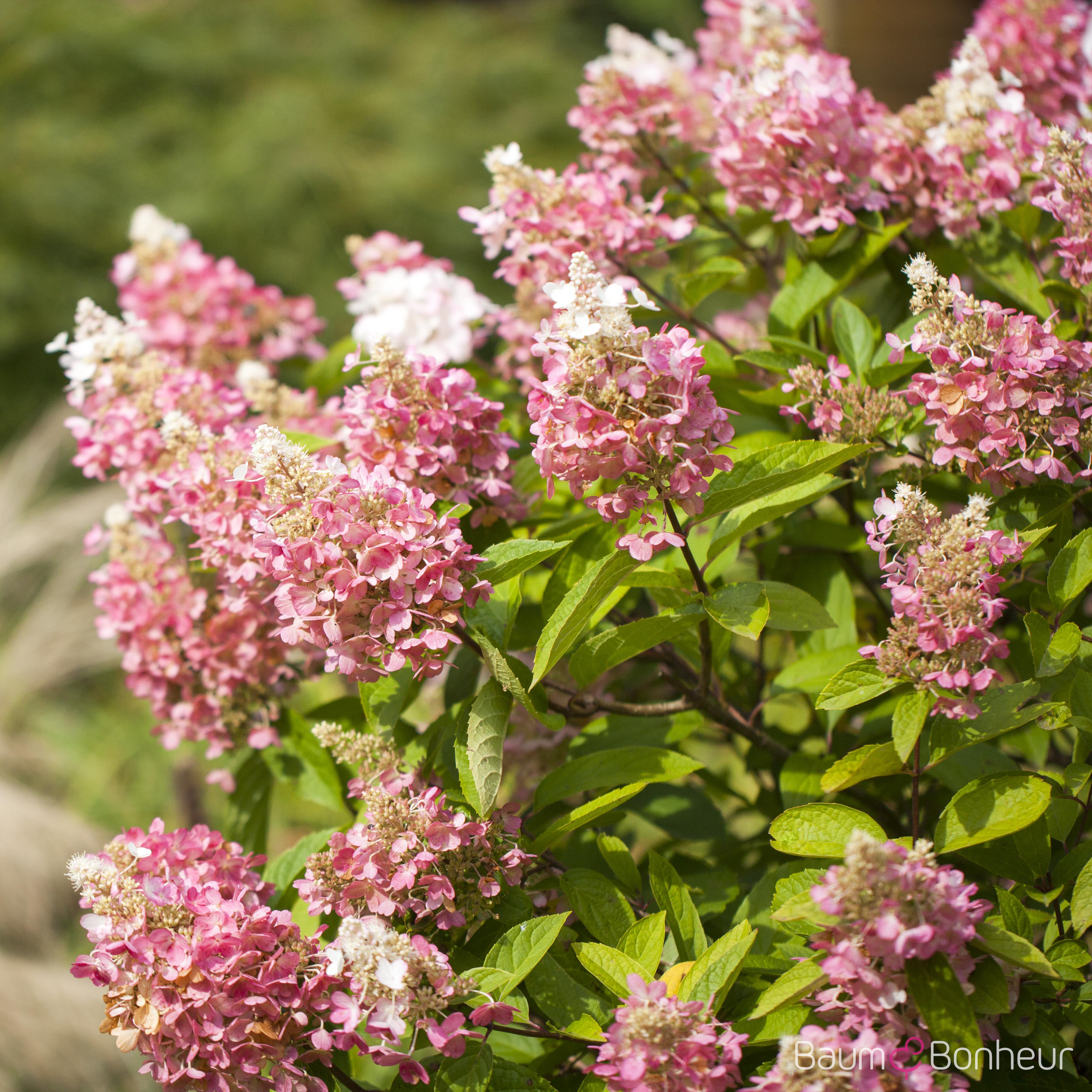 Hydrangea paniculata 'Pinky Winky'®