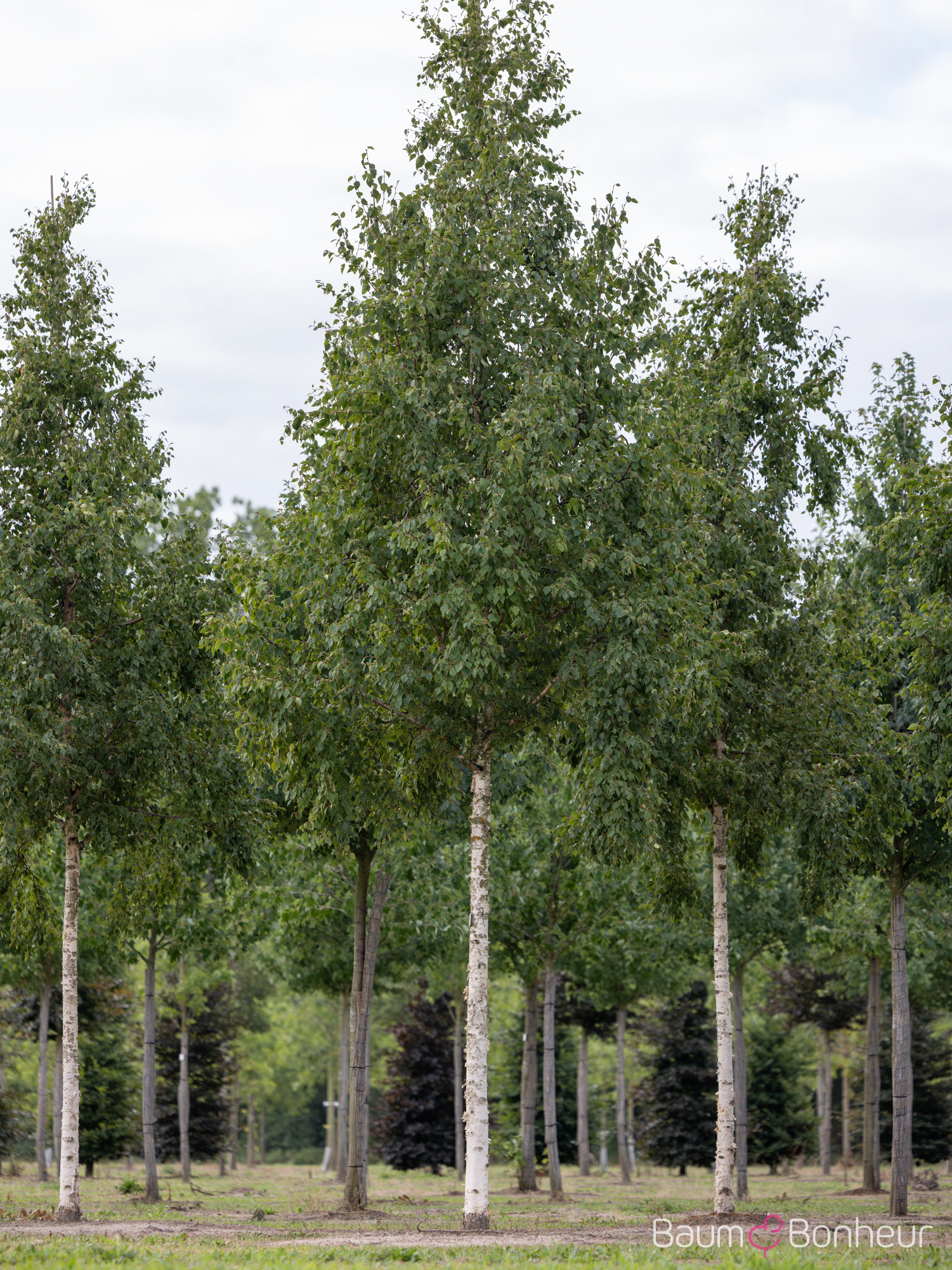 Betula ermanii