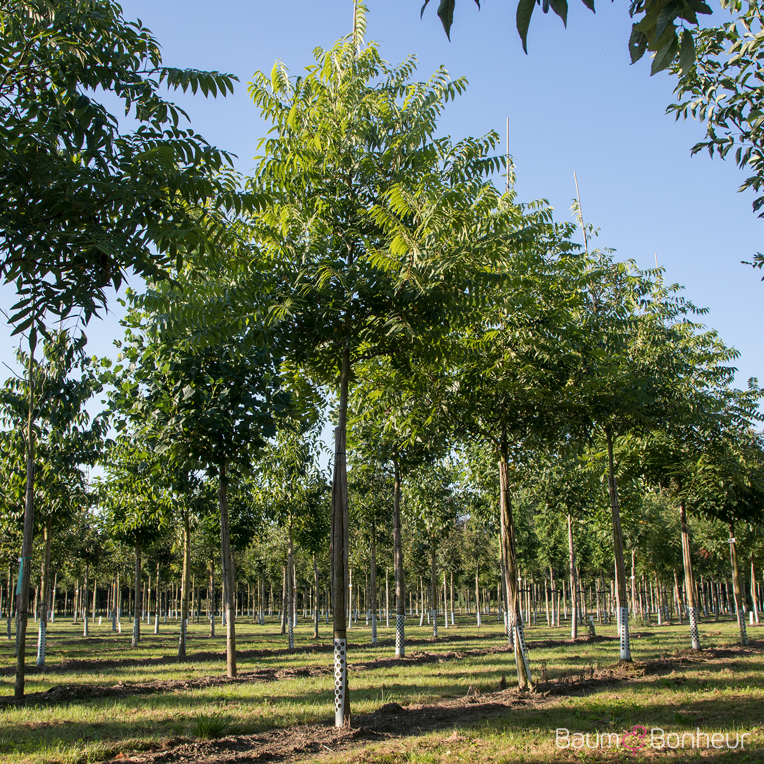 Carya illinoiensis