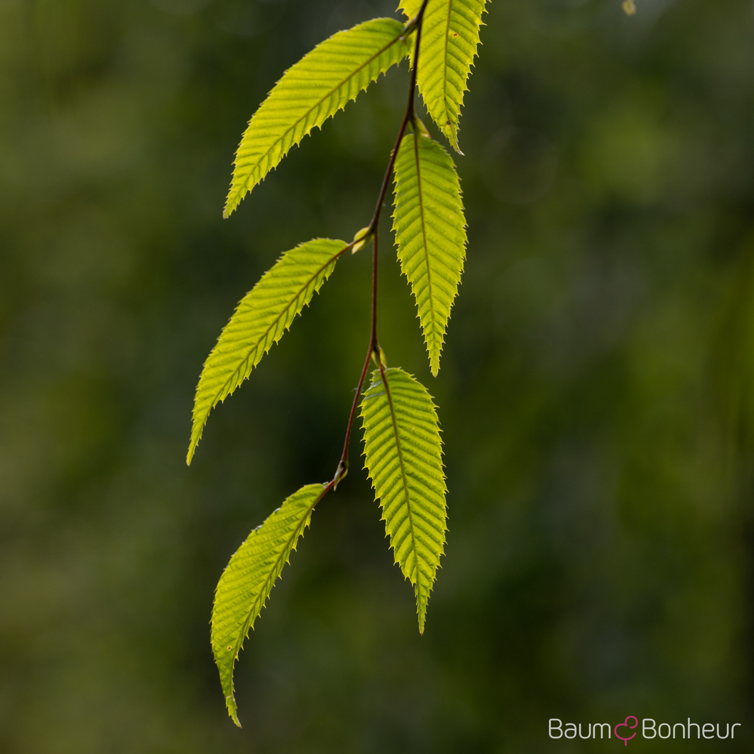 Carpinus japonica
