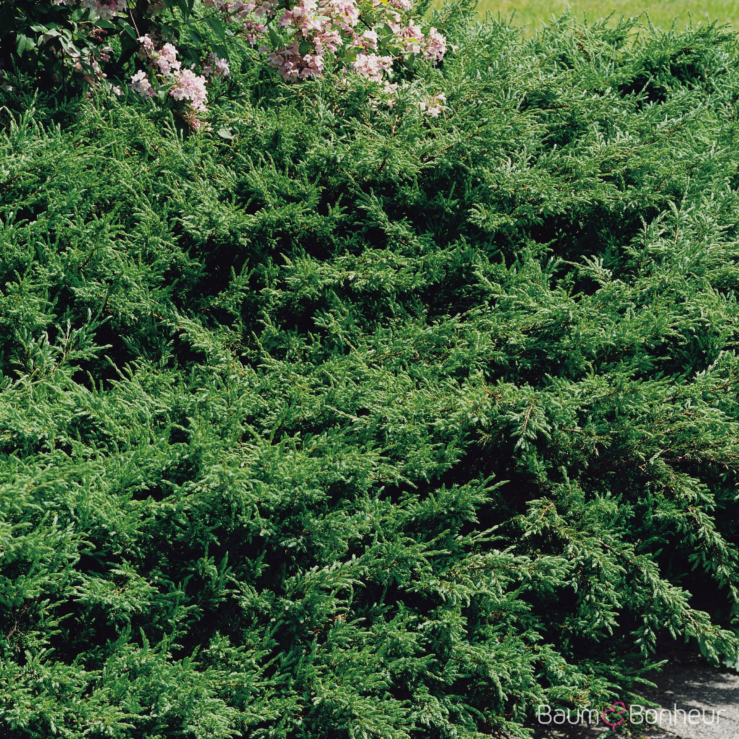 Juniperus communis 'Repanda'