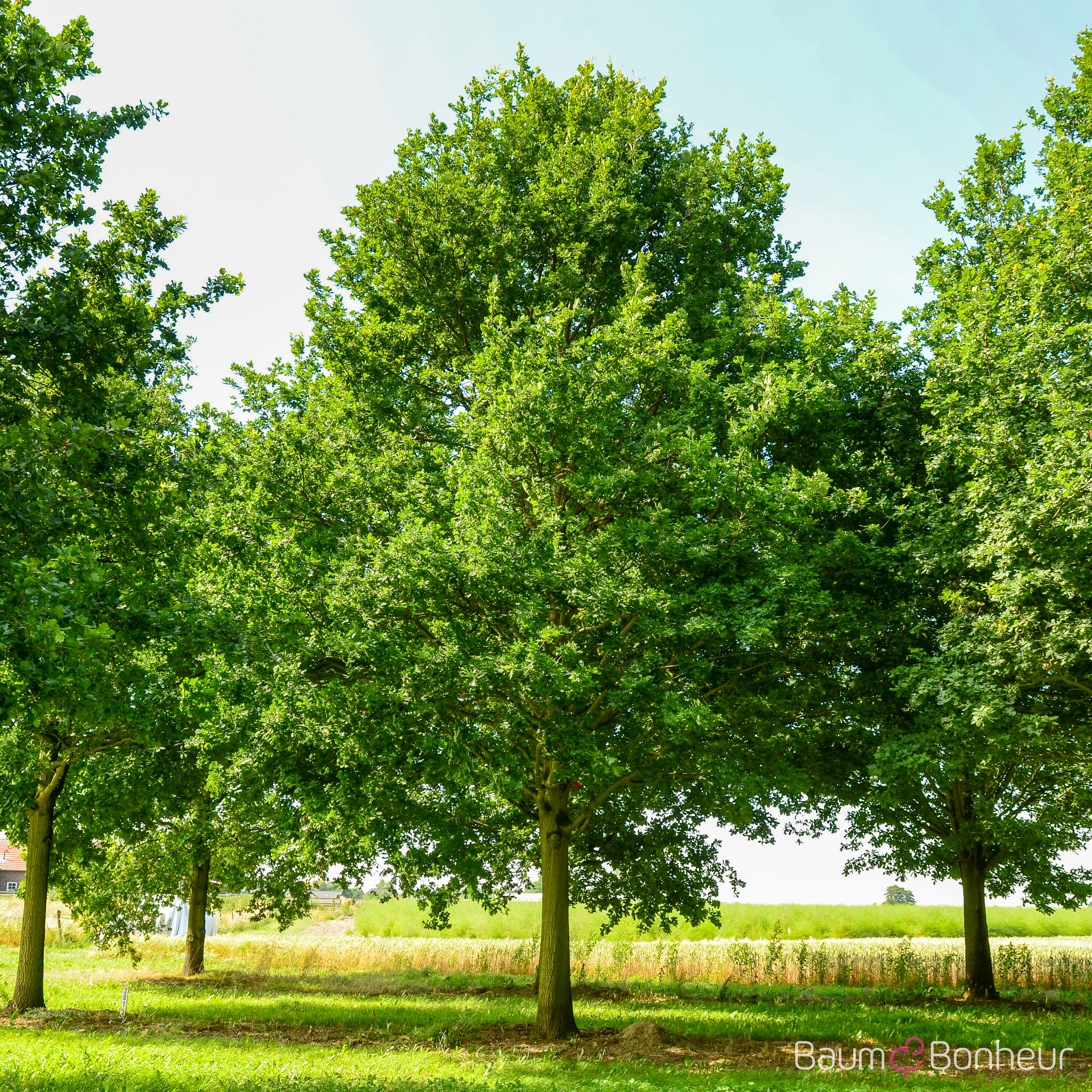 Quercus robur