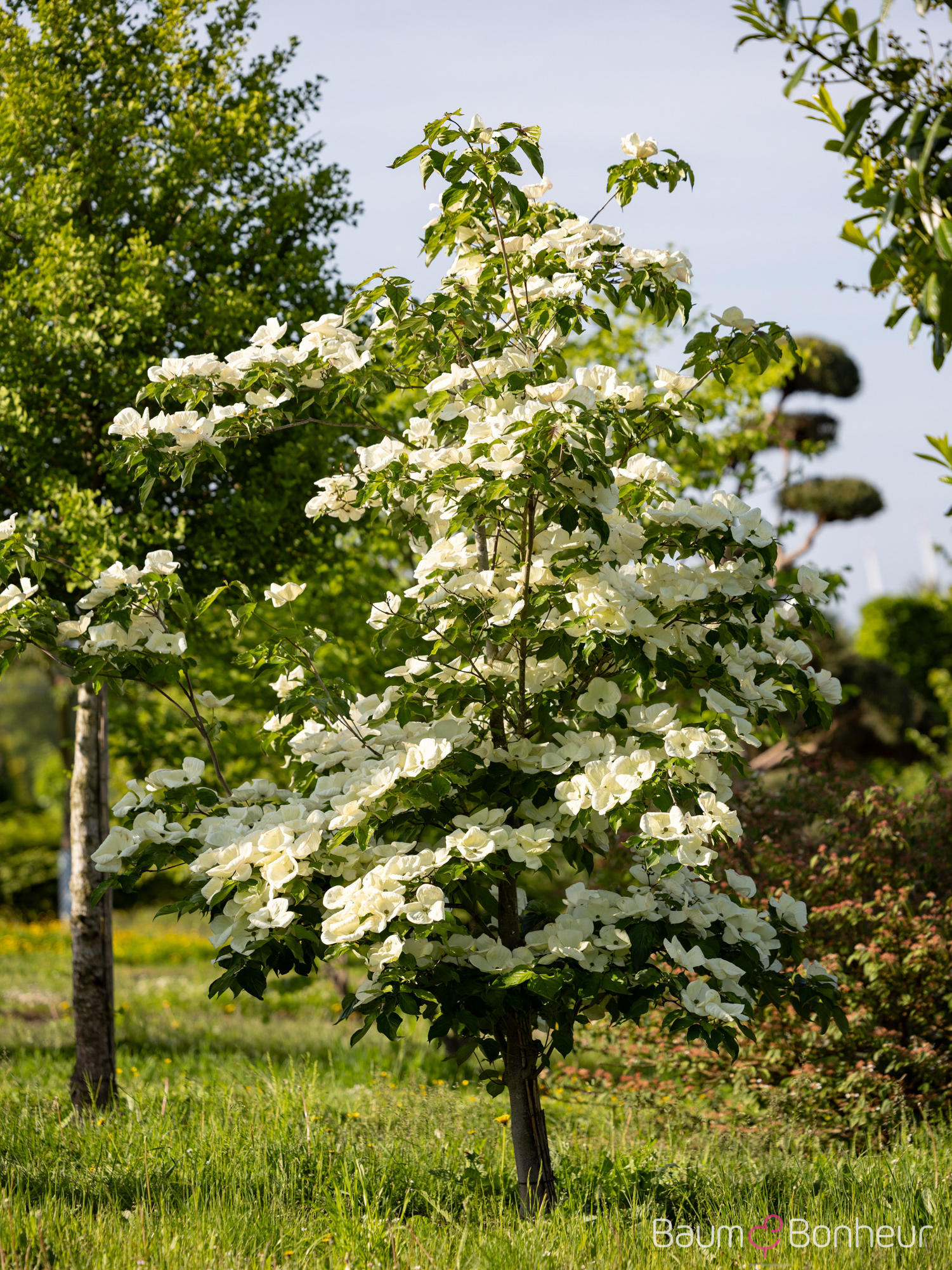 Cornus kousa 'Venus' ®