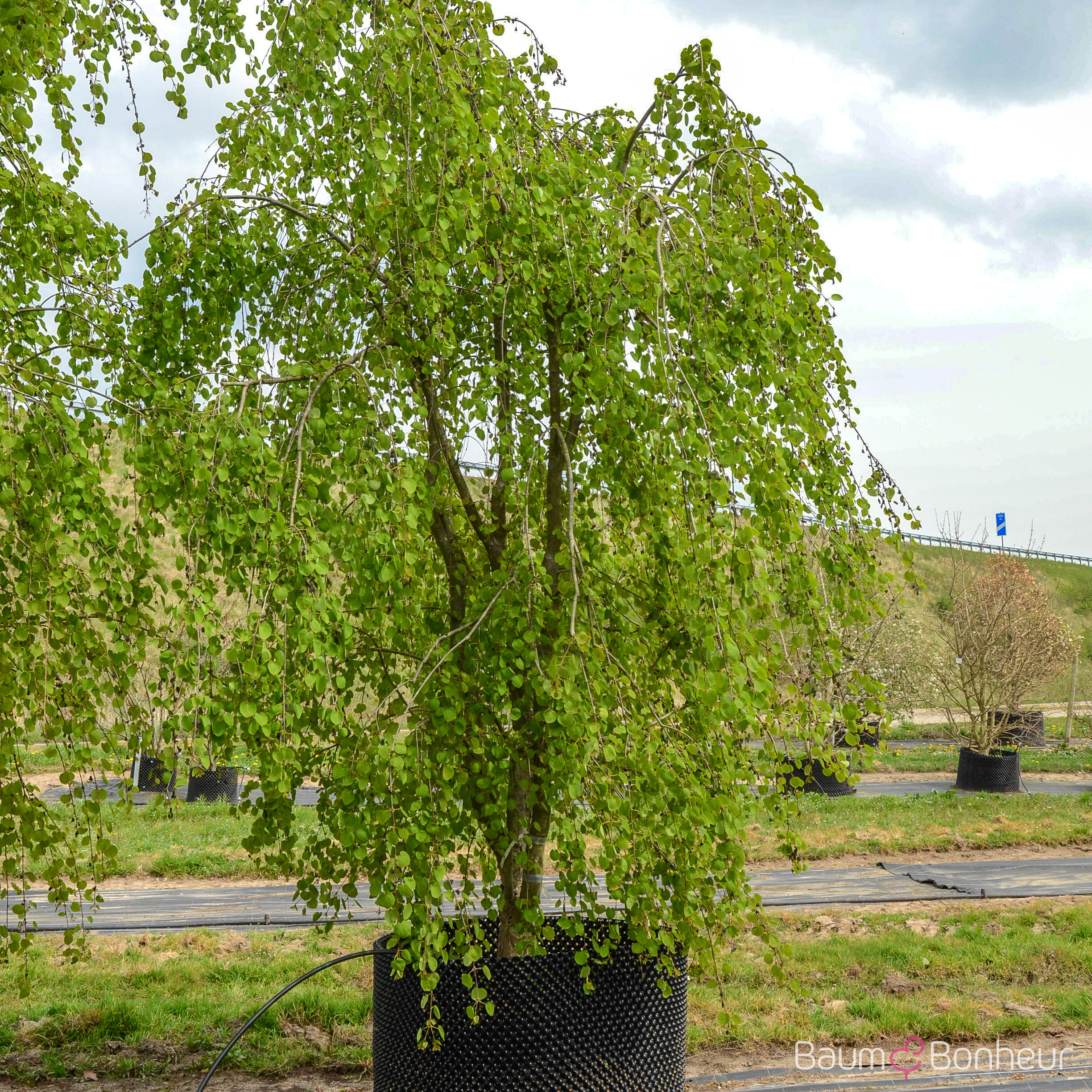 Cercidiphyllum japonicum 'Pendulum'