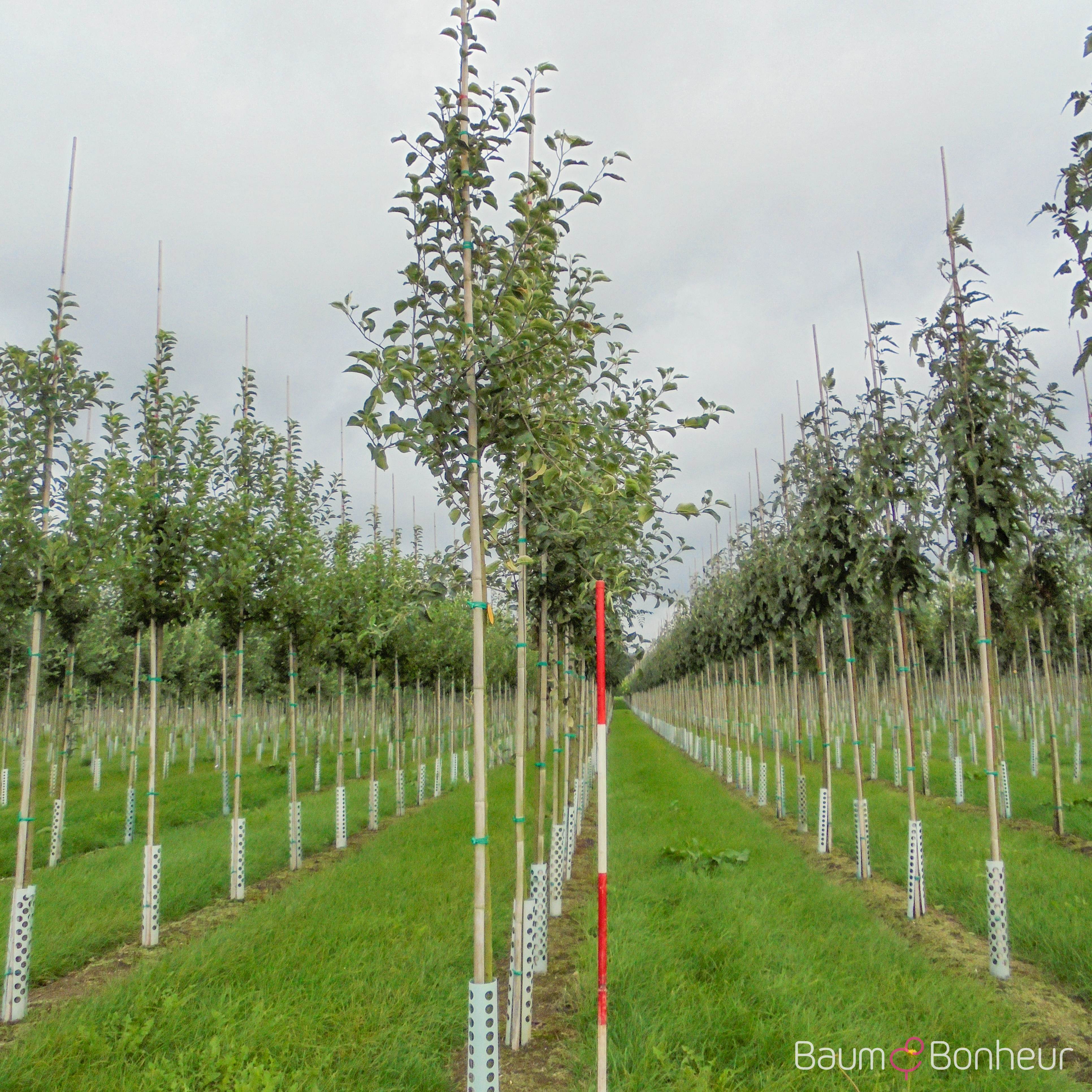 Malus 'Ontario'