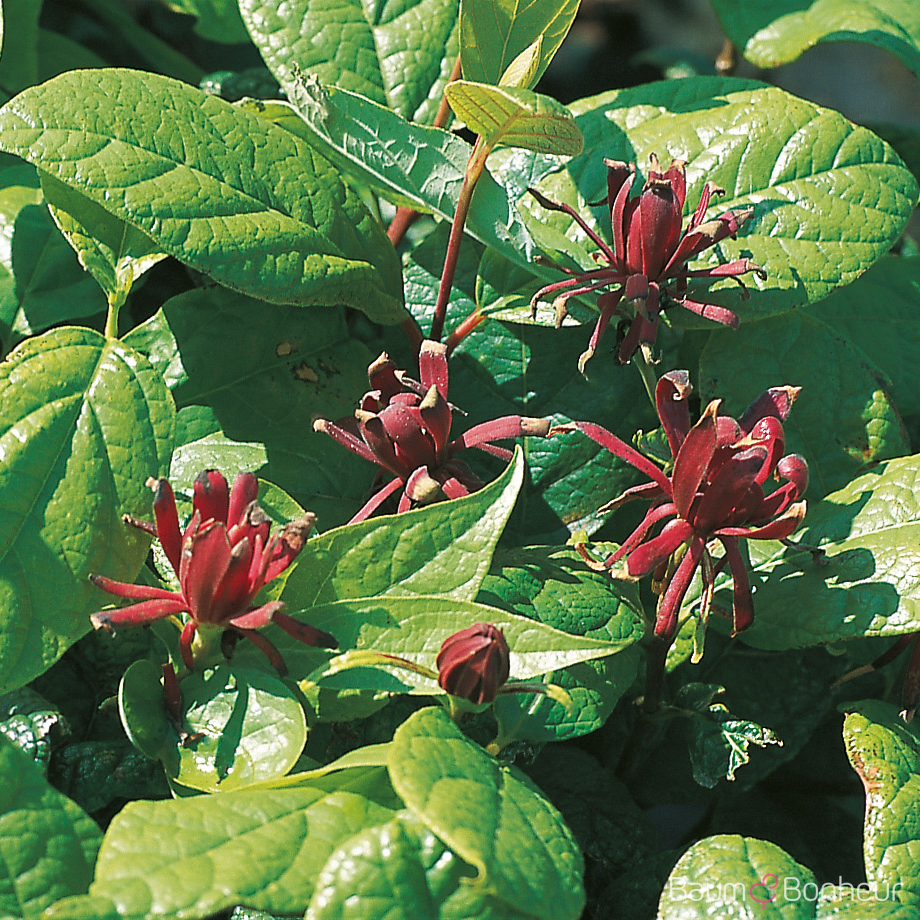 Calycanthus floridus