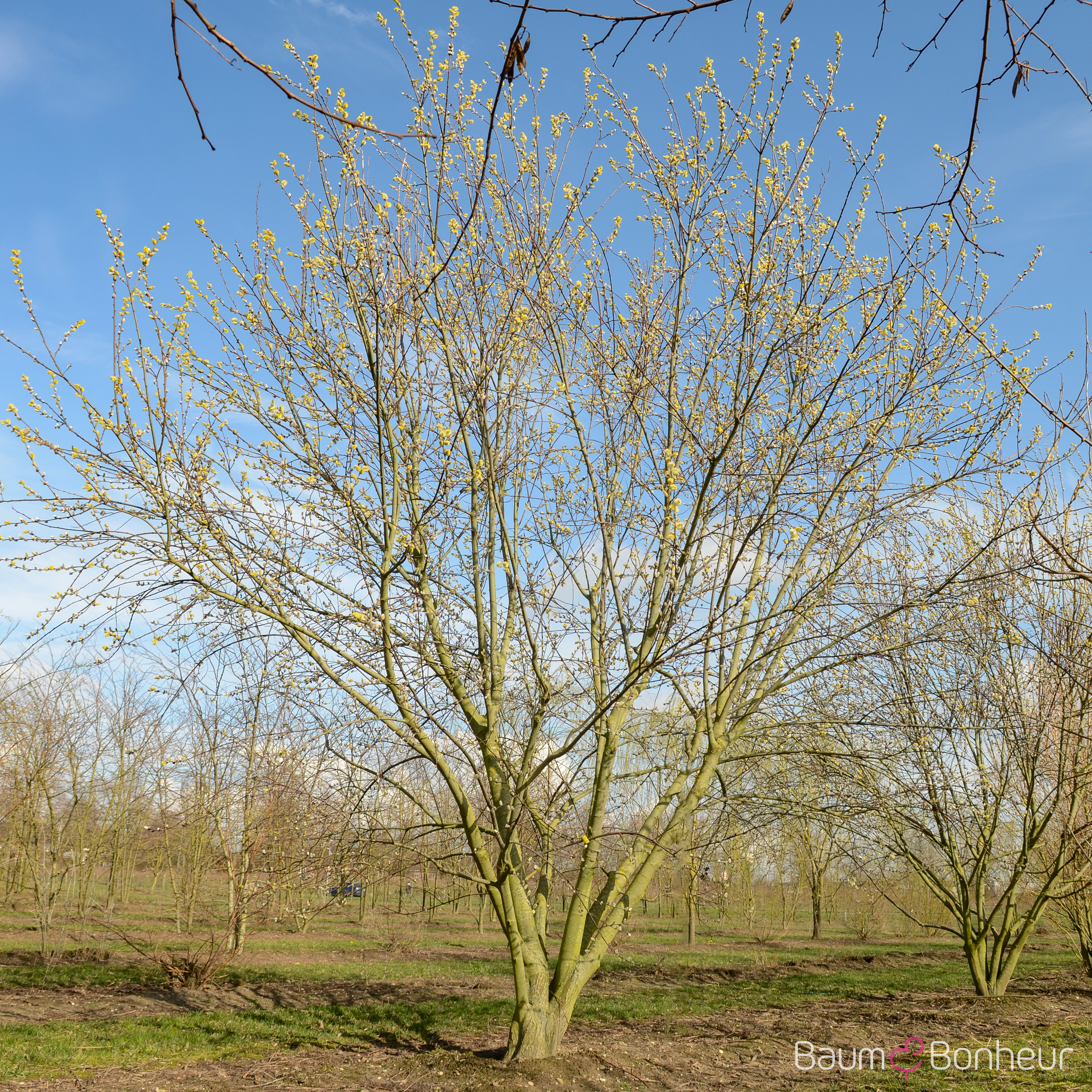 Salix caprea 'Mas'