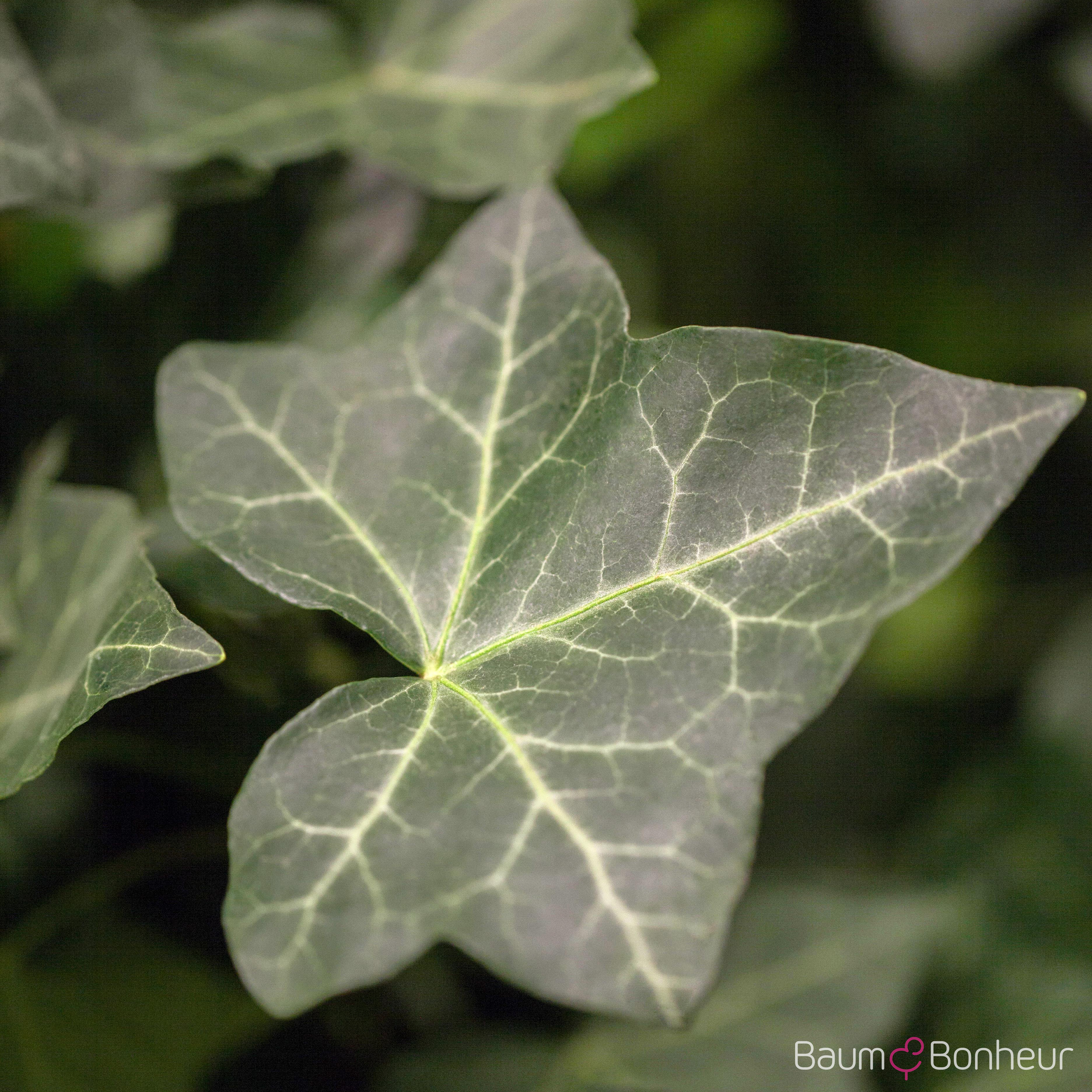 Hedera helix var. hibernica