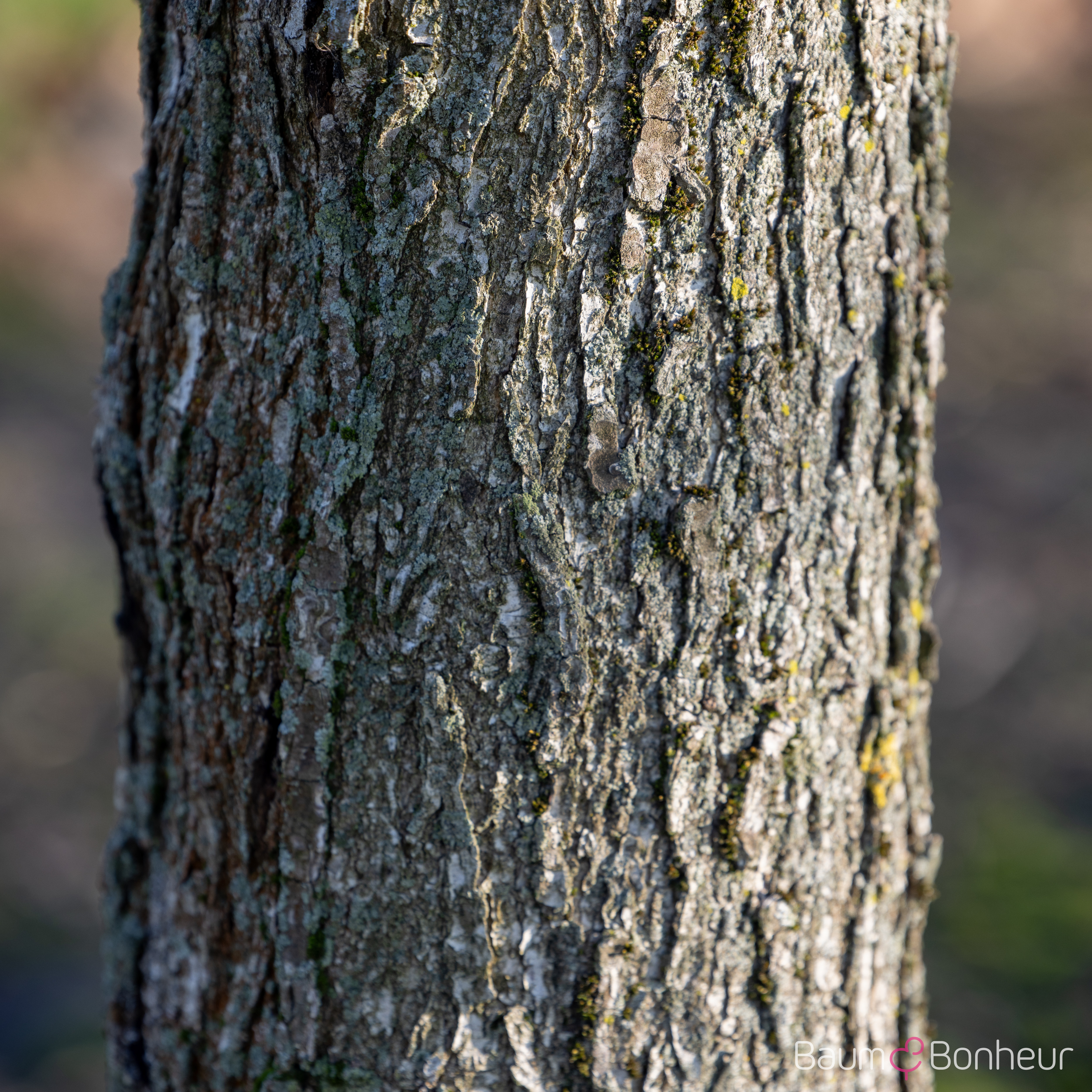 Quercus macrocarpa