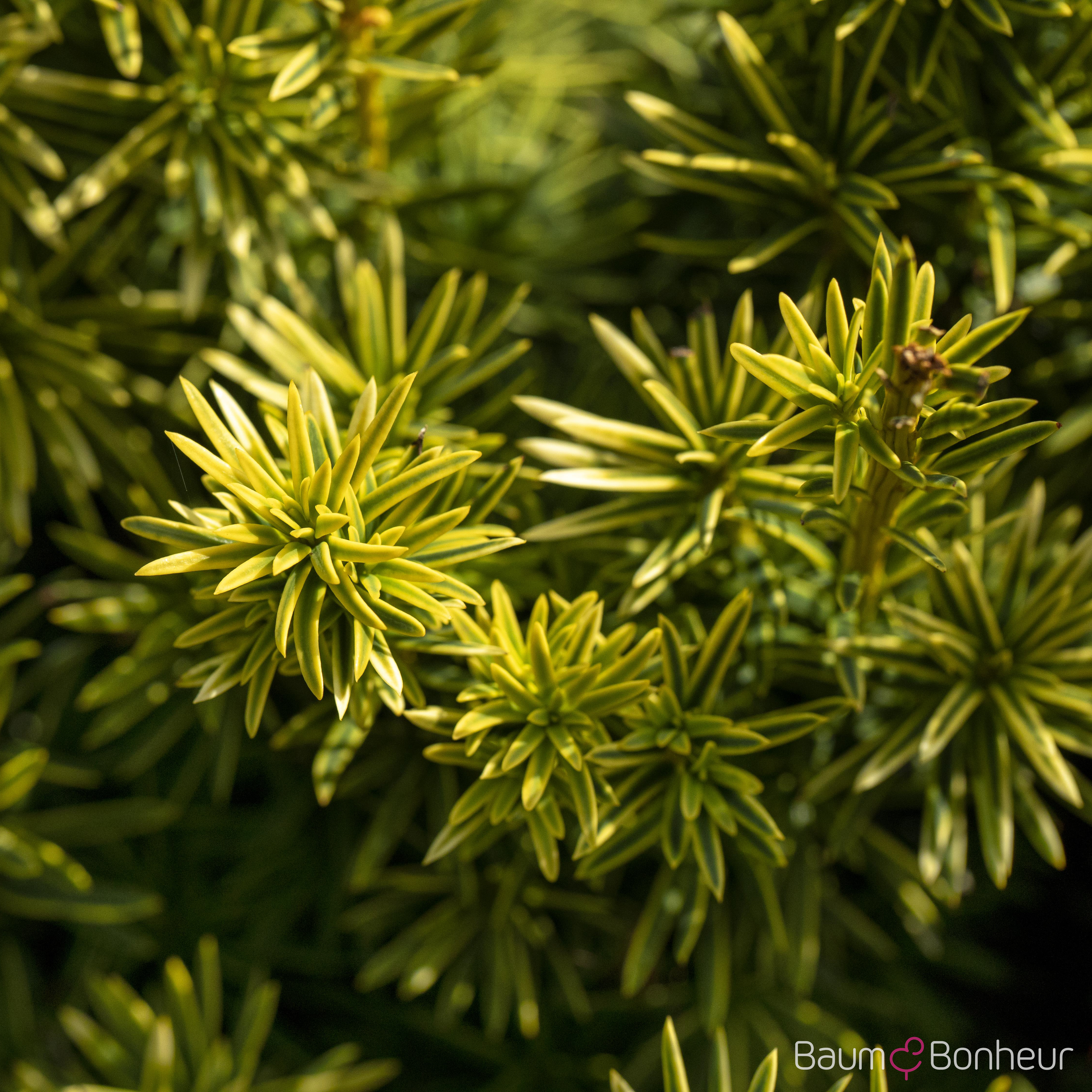 Taxus baccata 'Fastigiata Aureomarginata'