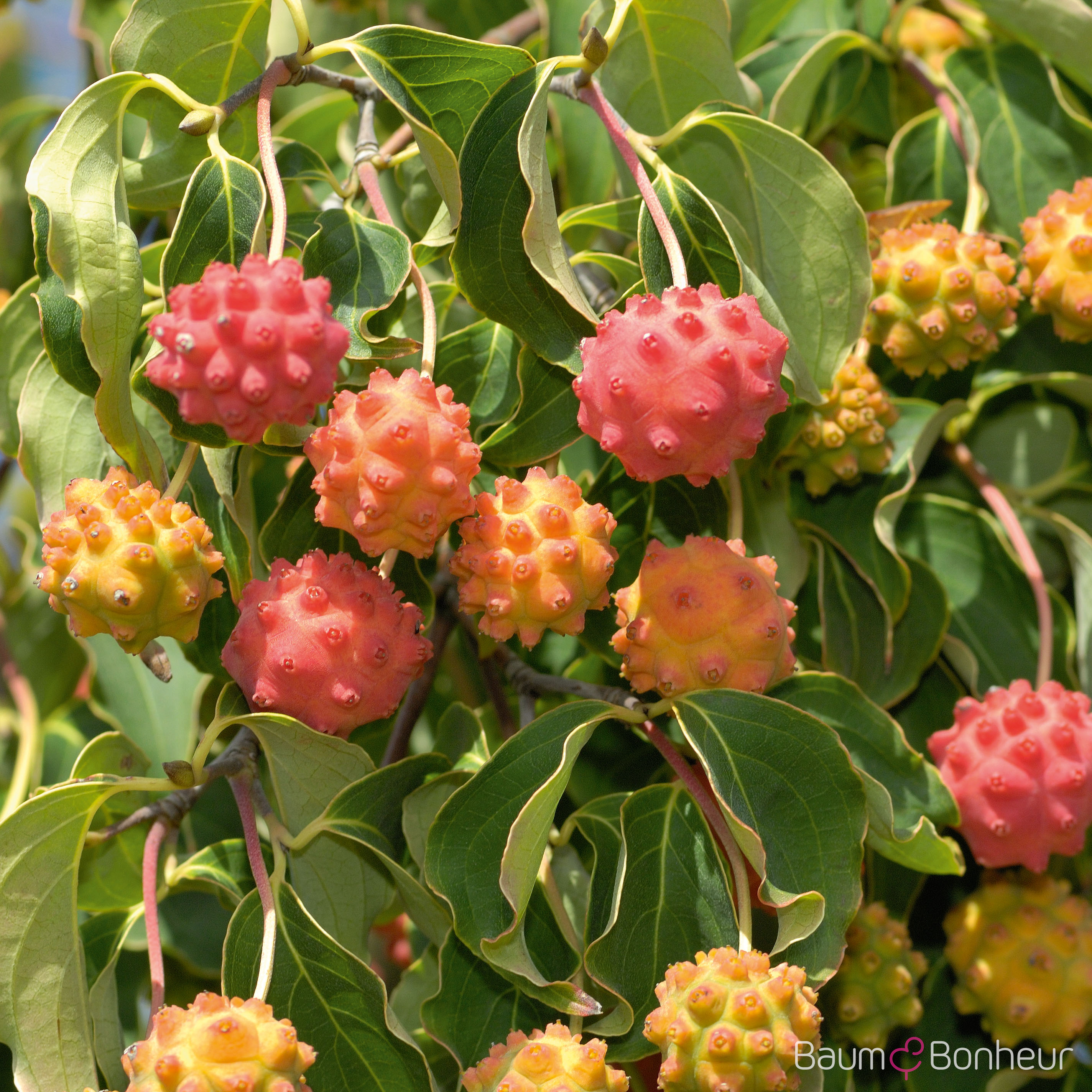 Cornus kousa var. chinensis