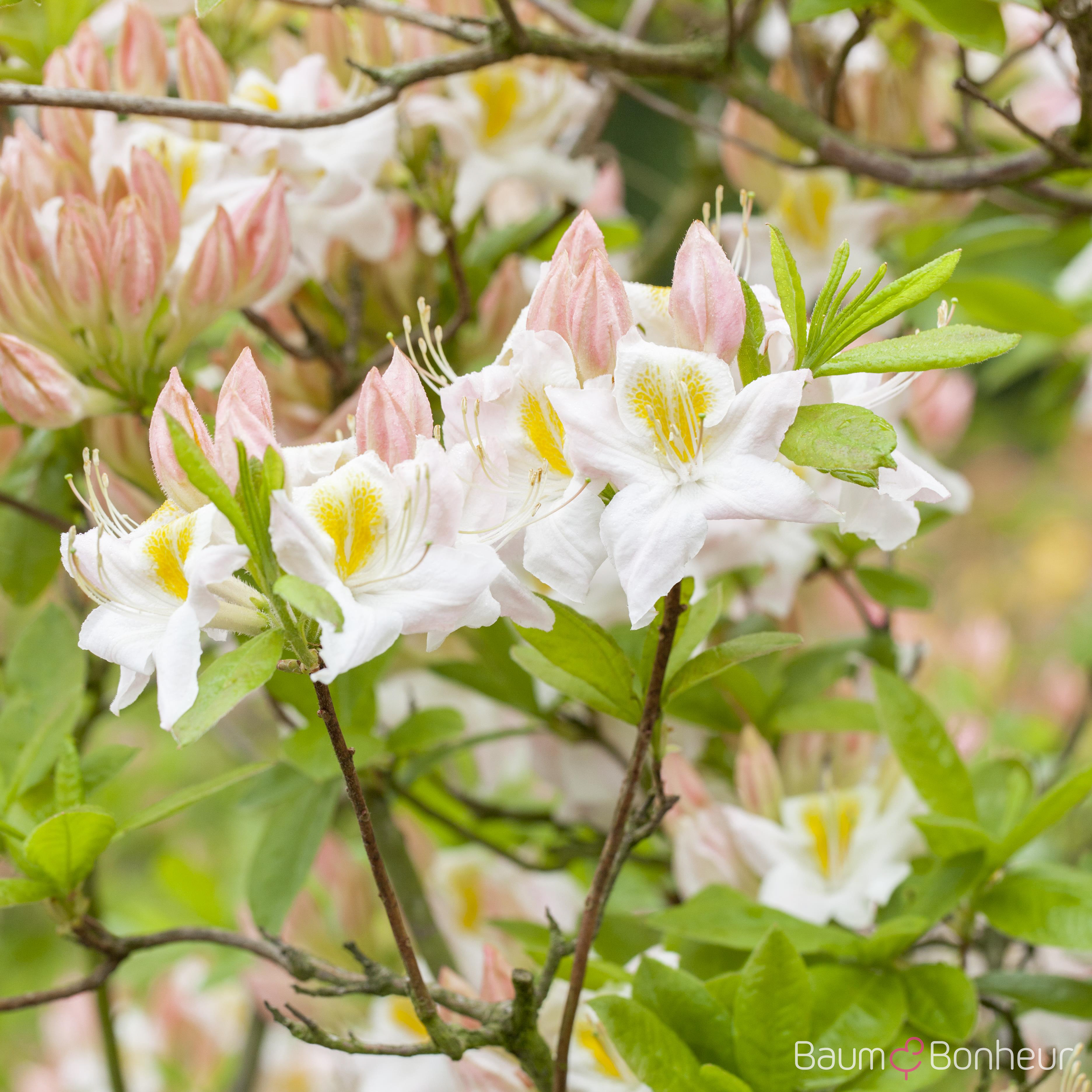 Rhododendron luteum 'Persil'