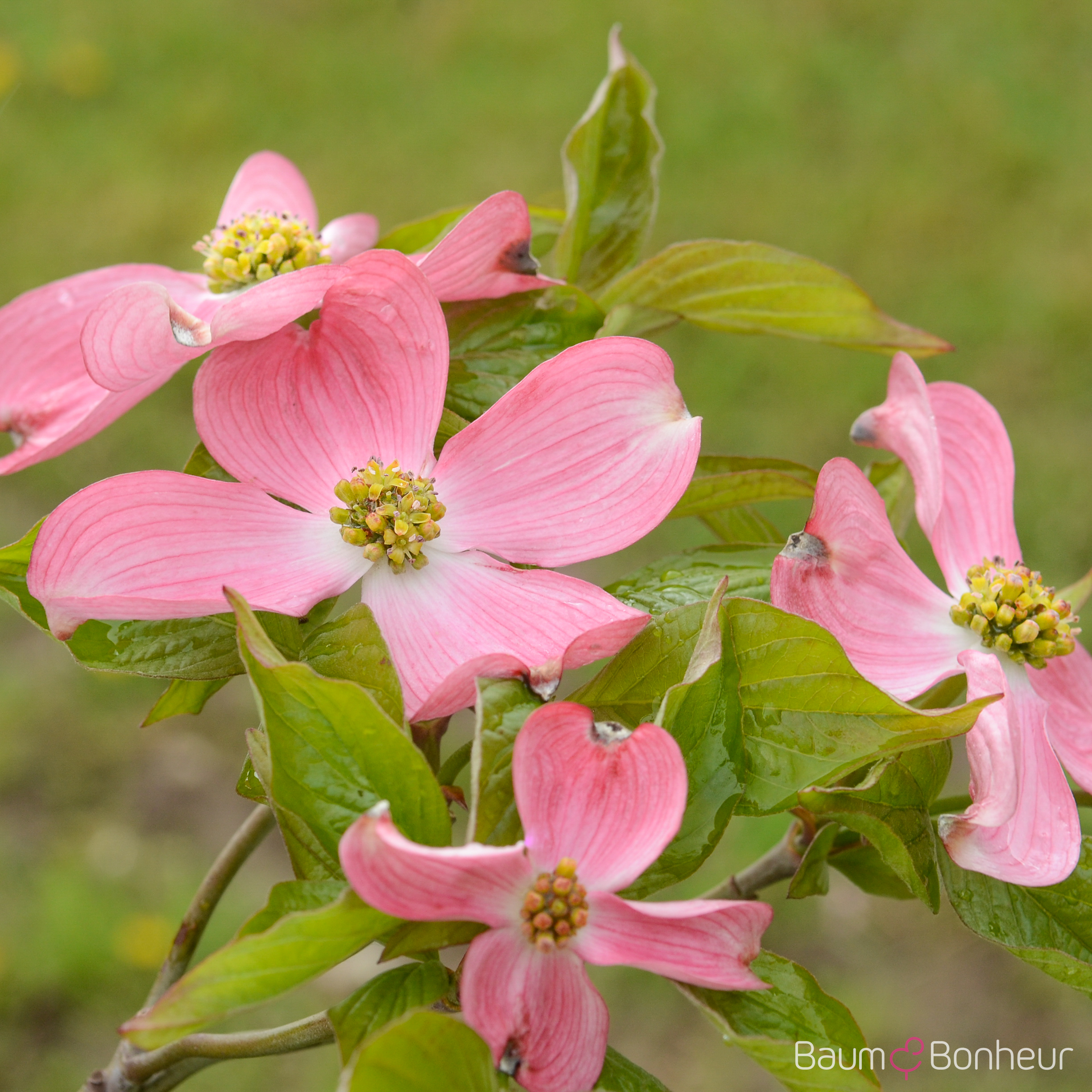 Cornus florida 'Rubra'
