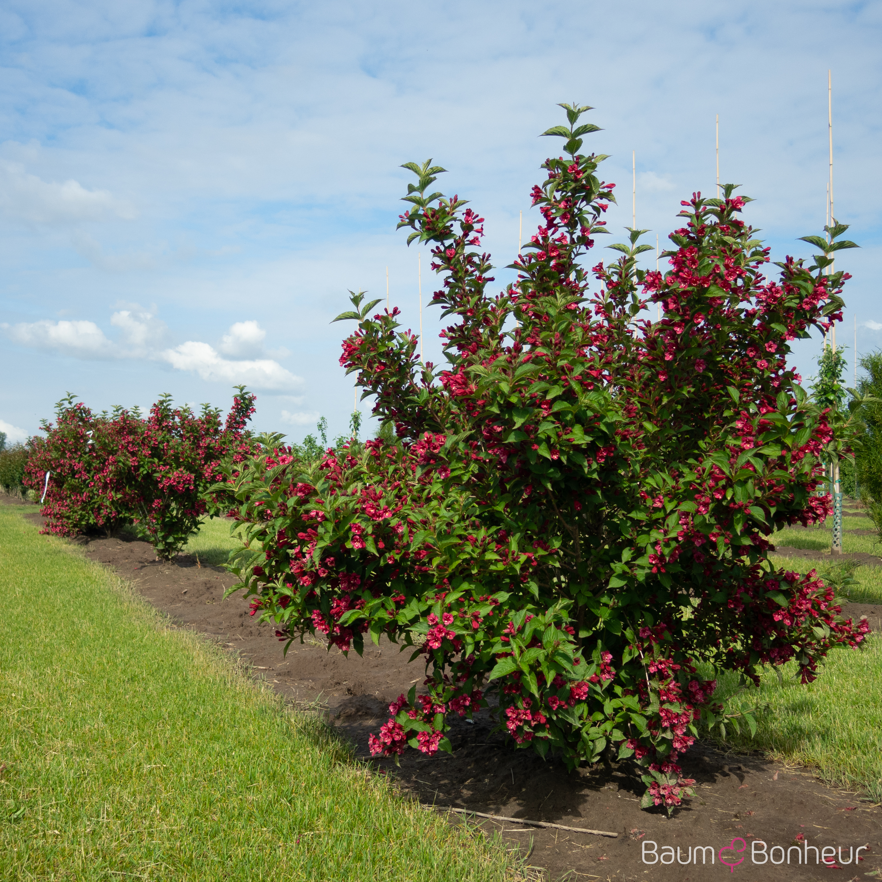 Weigela 'Bristol Ruby'