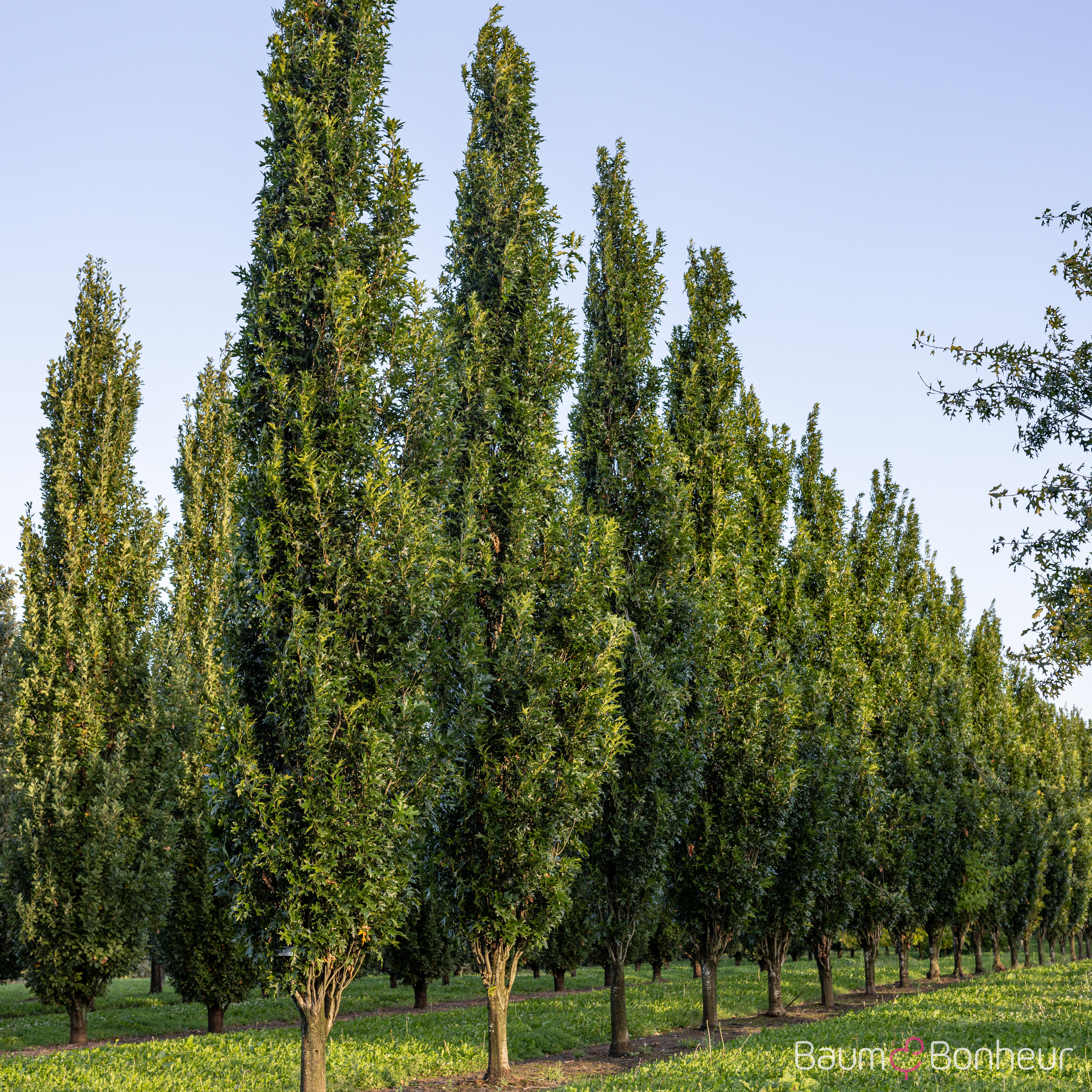Quercus palustris 'Green Pillar' -R-