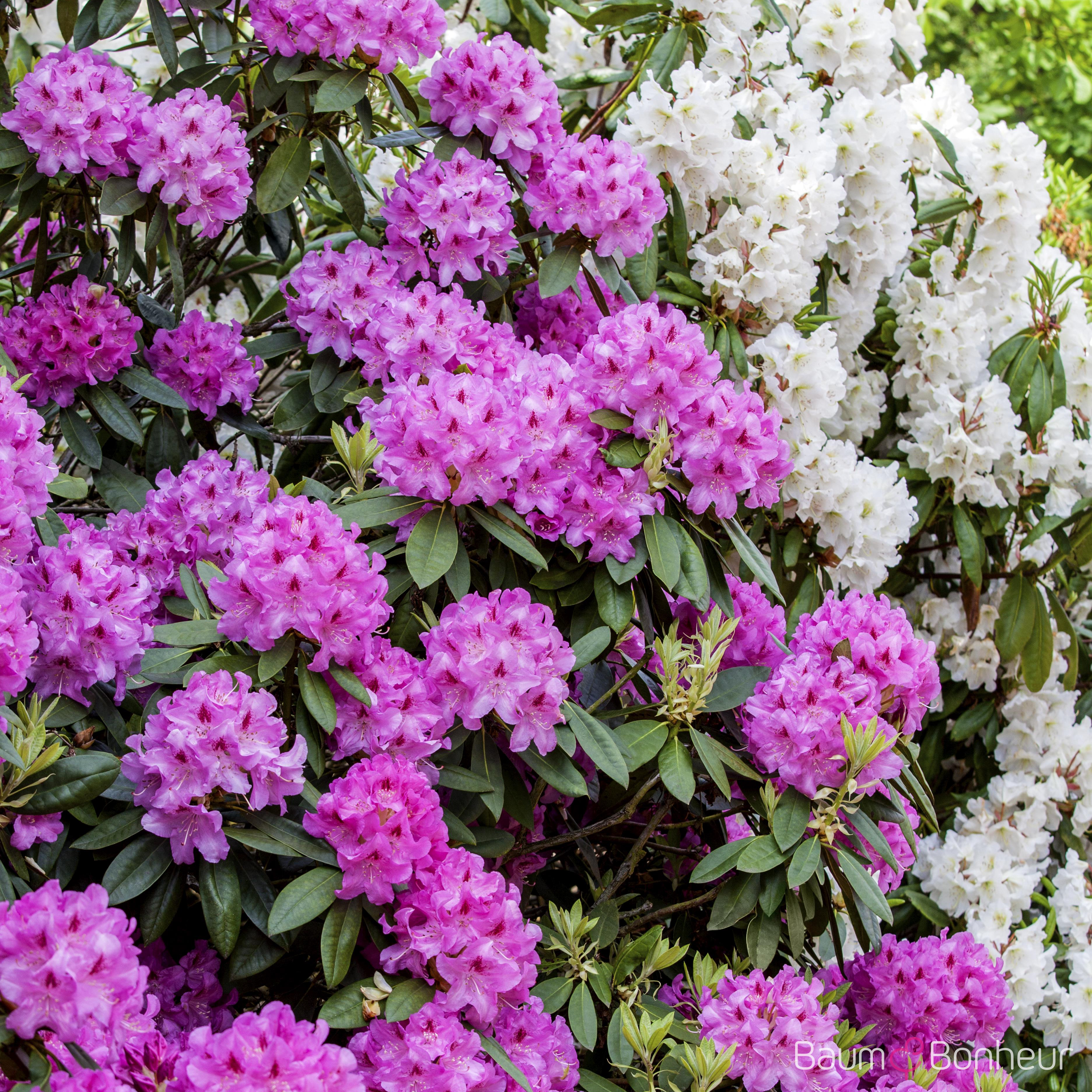 Rhododendron 'Roseum Elegans'