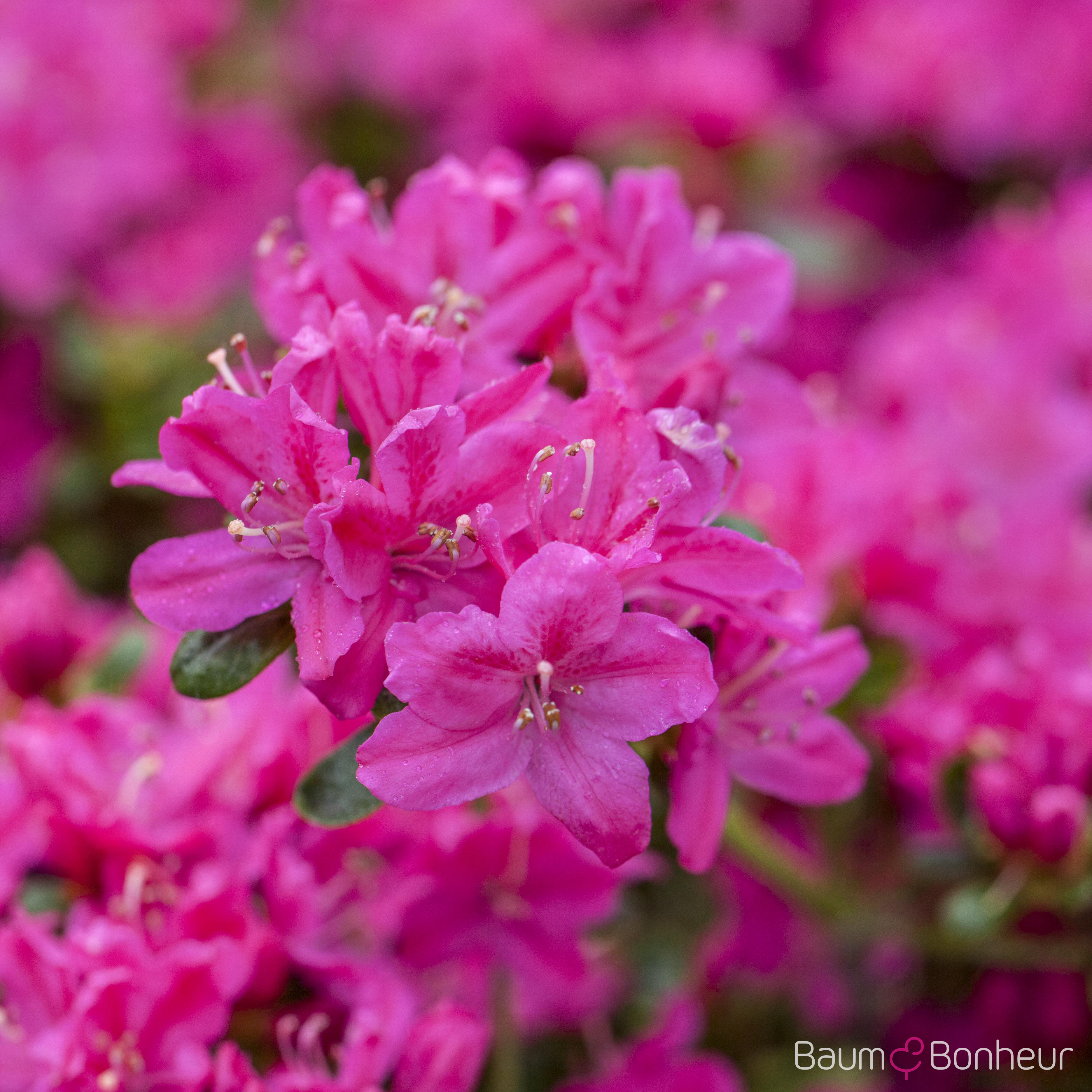 Rhododendron obtusum 'Kermesina'