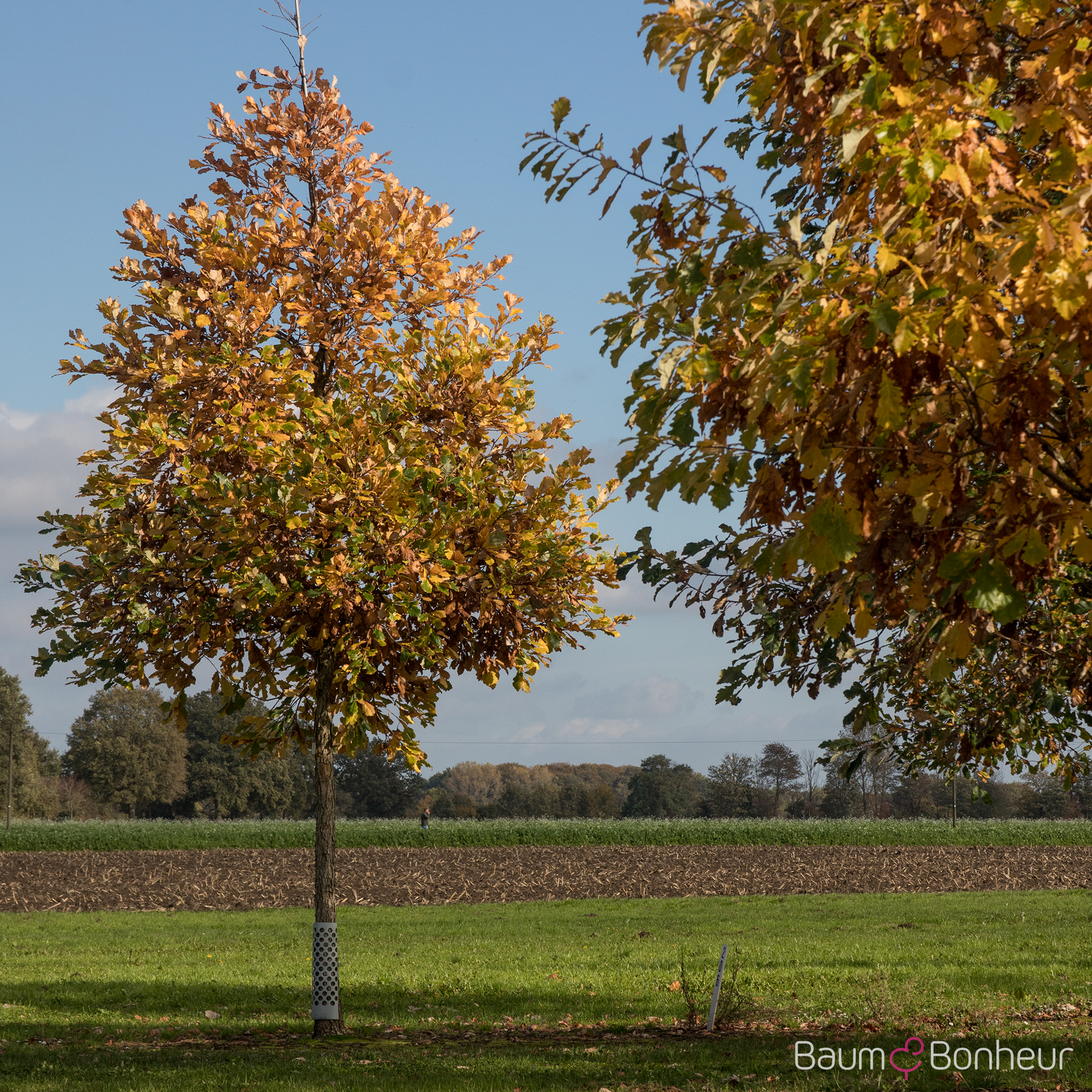 Quercus bicolor