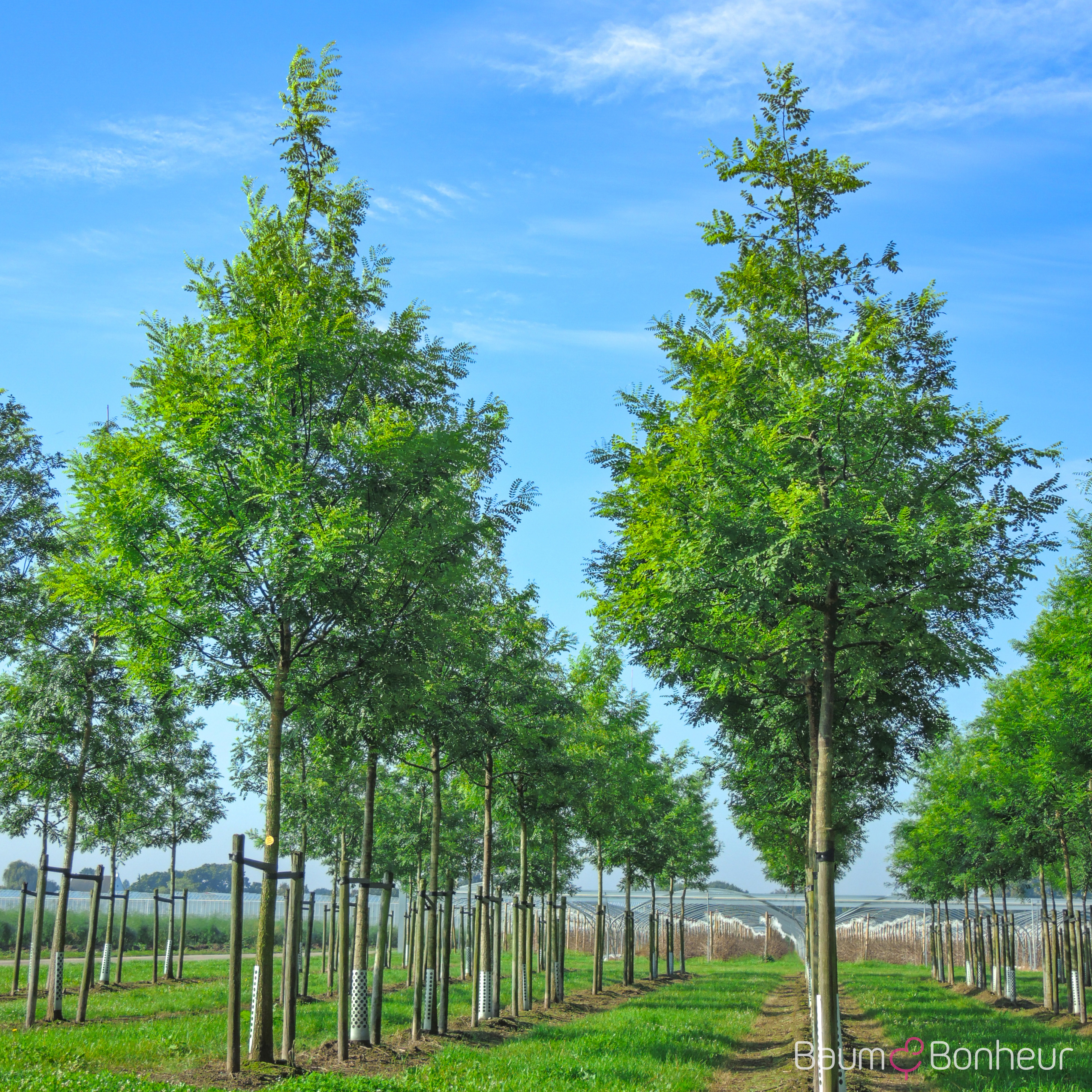Sophora japonica