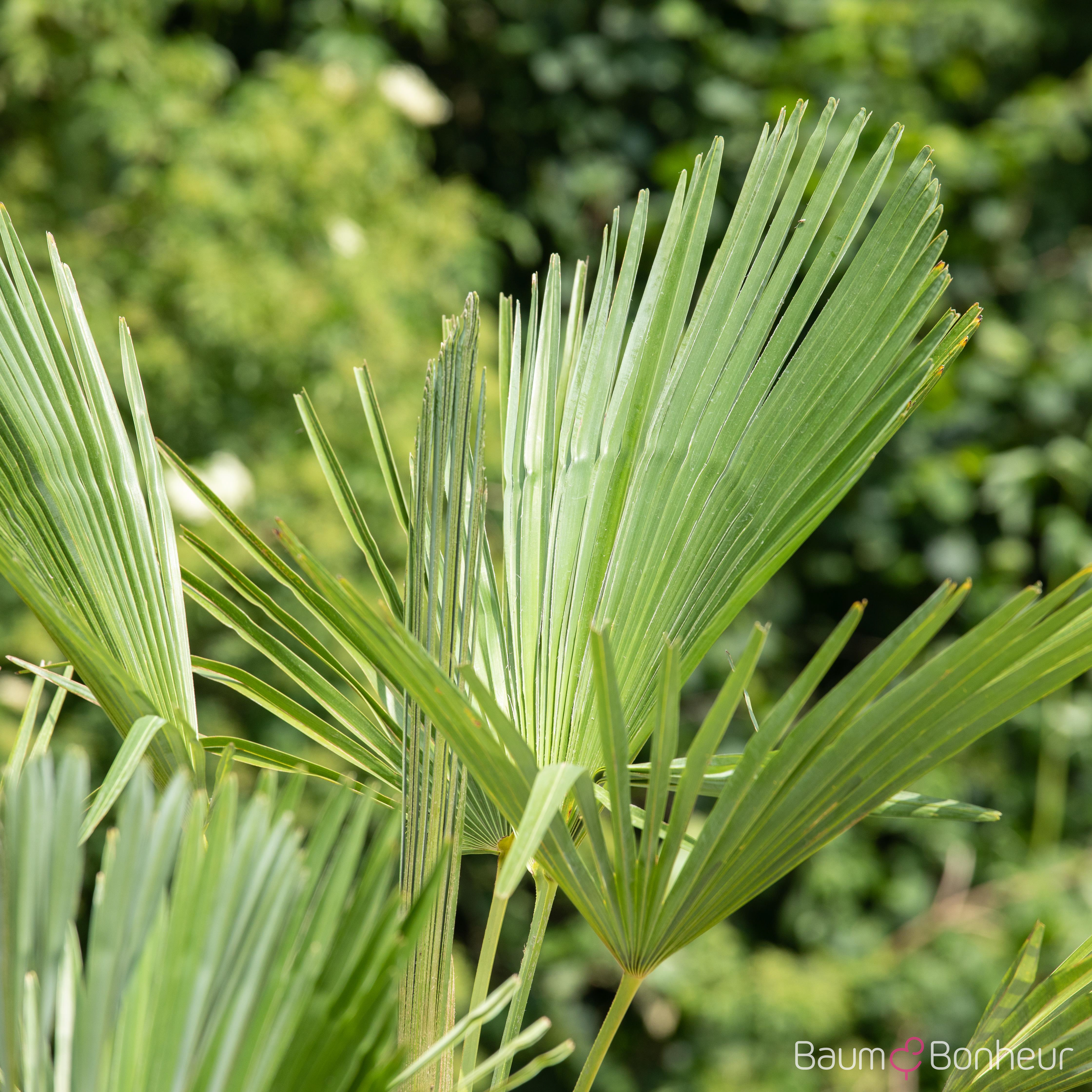 Trachycarpus fortunei
