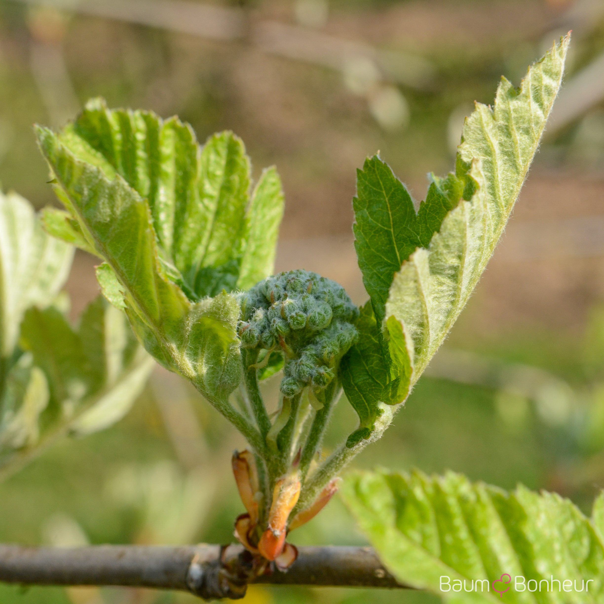 Sorbus intermedia