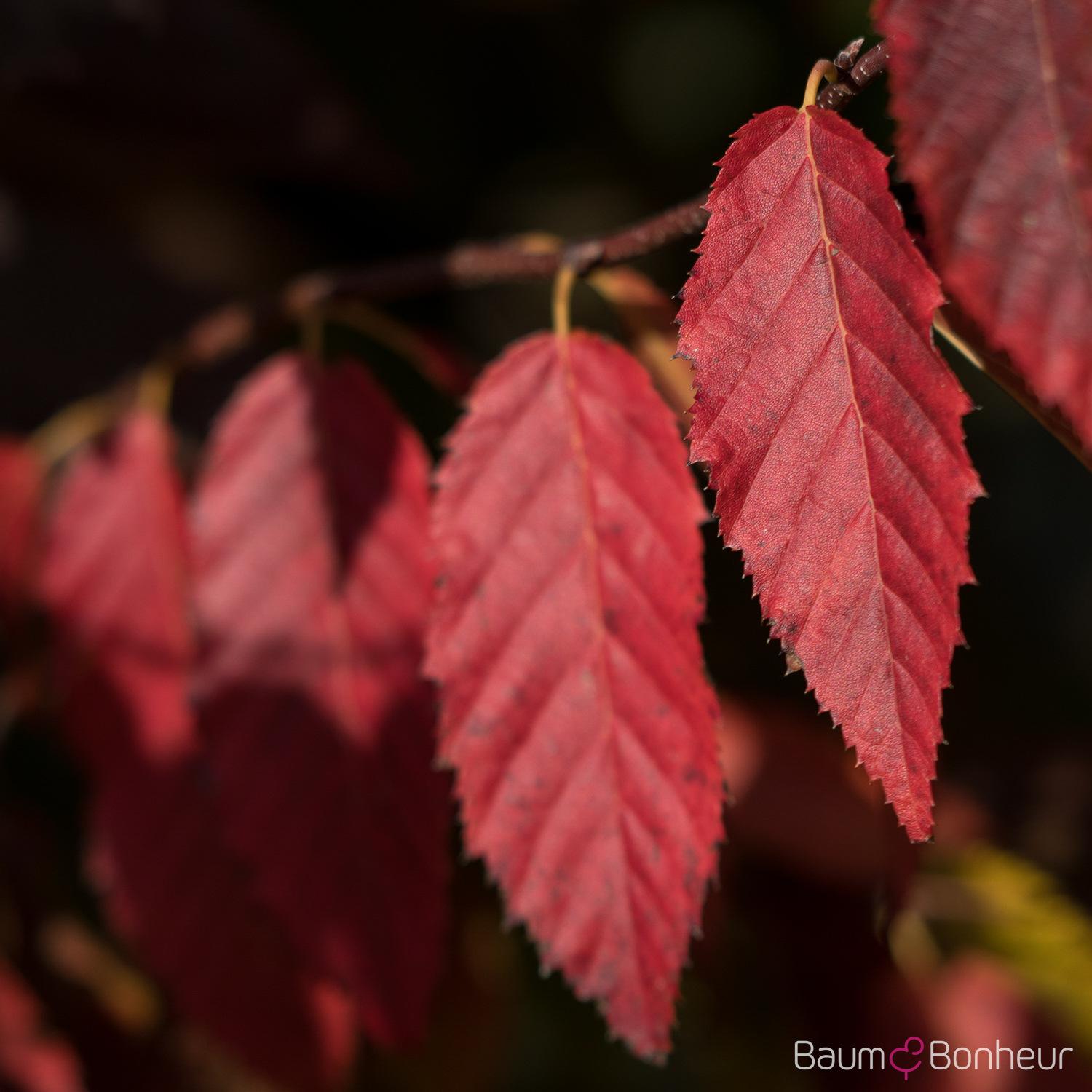 Carpinus caroliniana