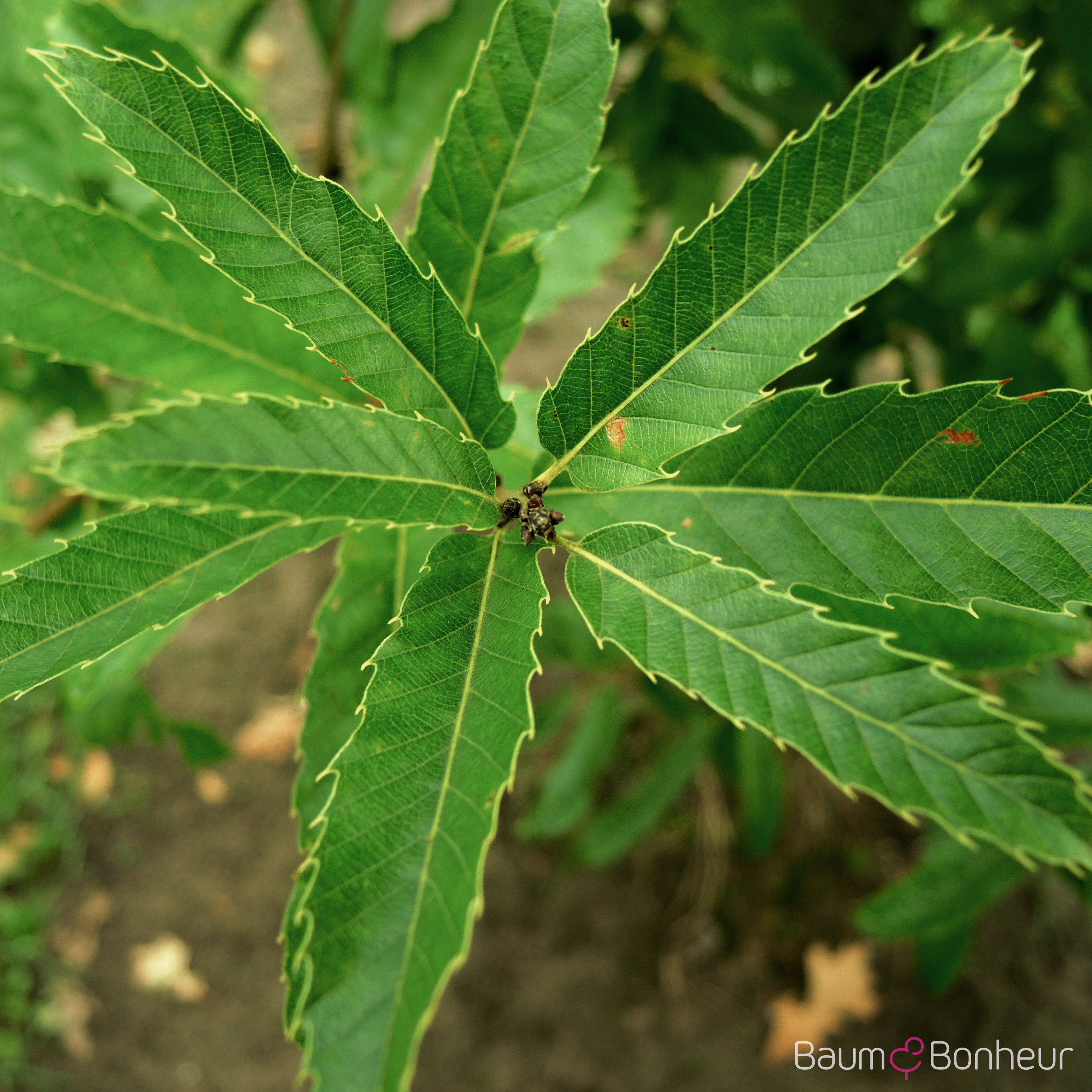 Quercus acutissima