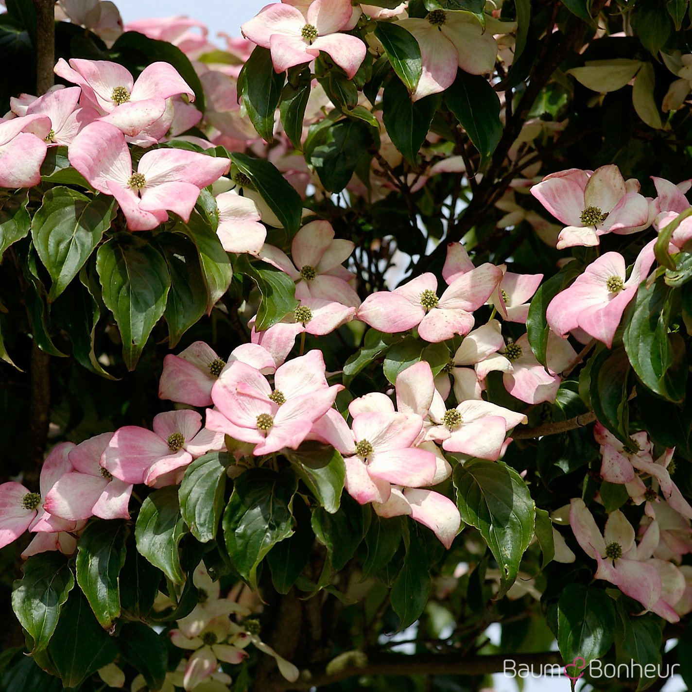 Cornus kousa 'Satomi'