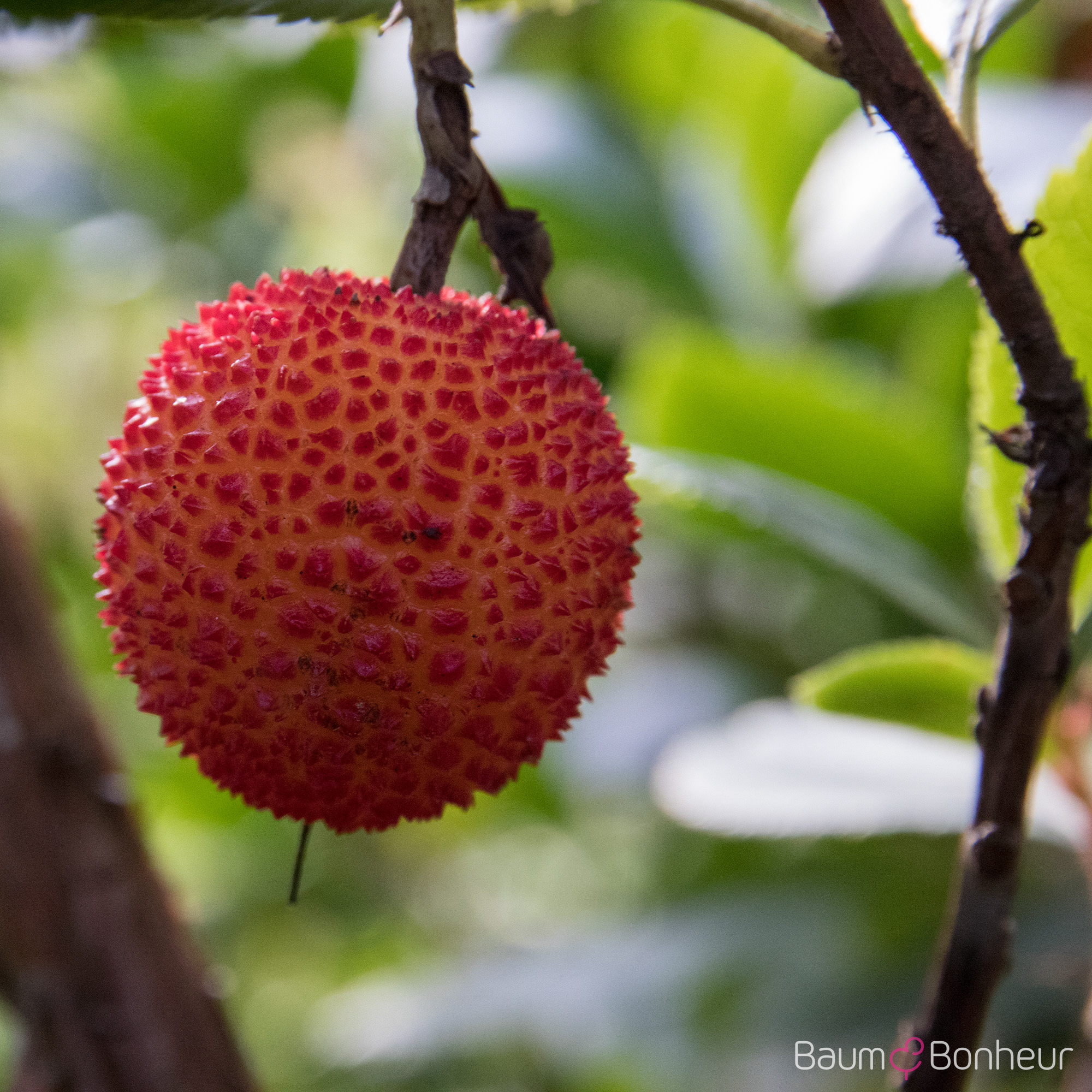Arbutus unedo