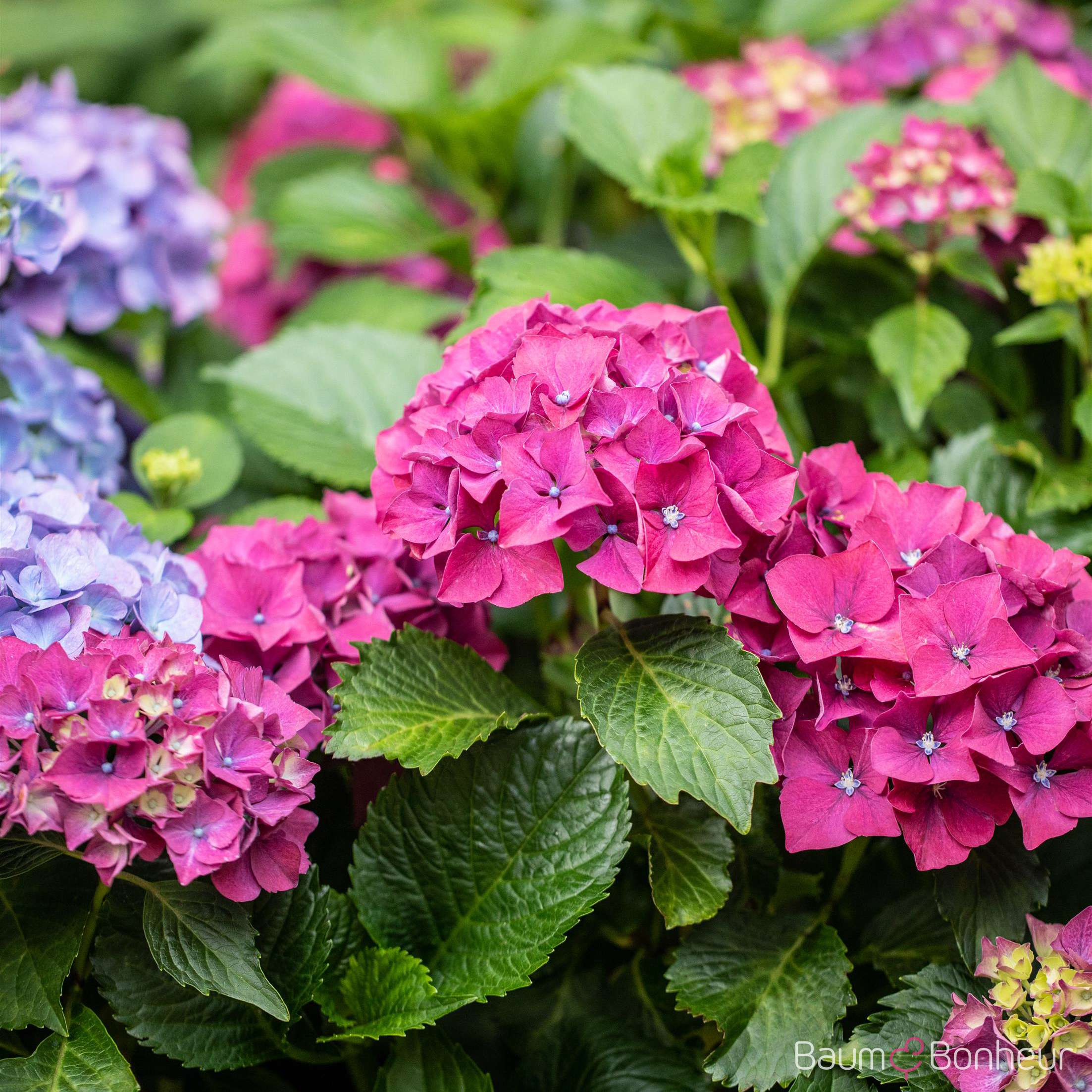 Hydrangea macrophylla 'Forever & Ever® Red'