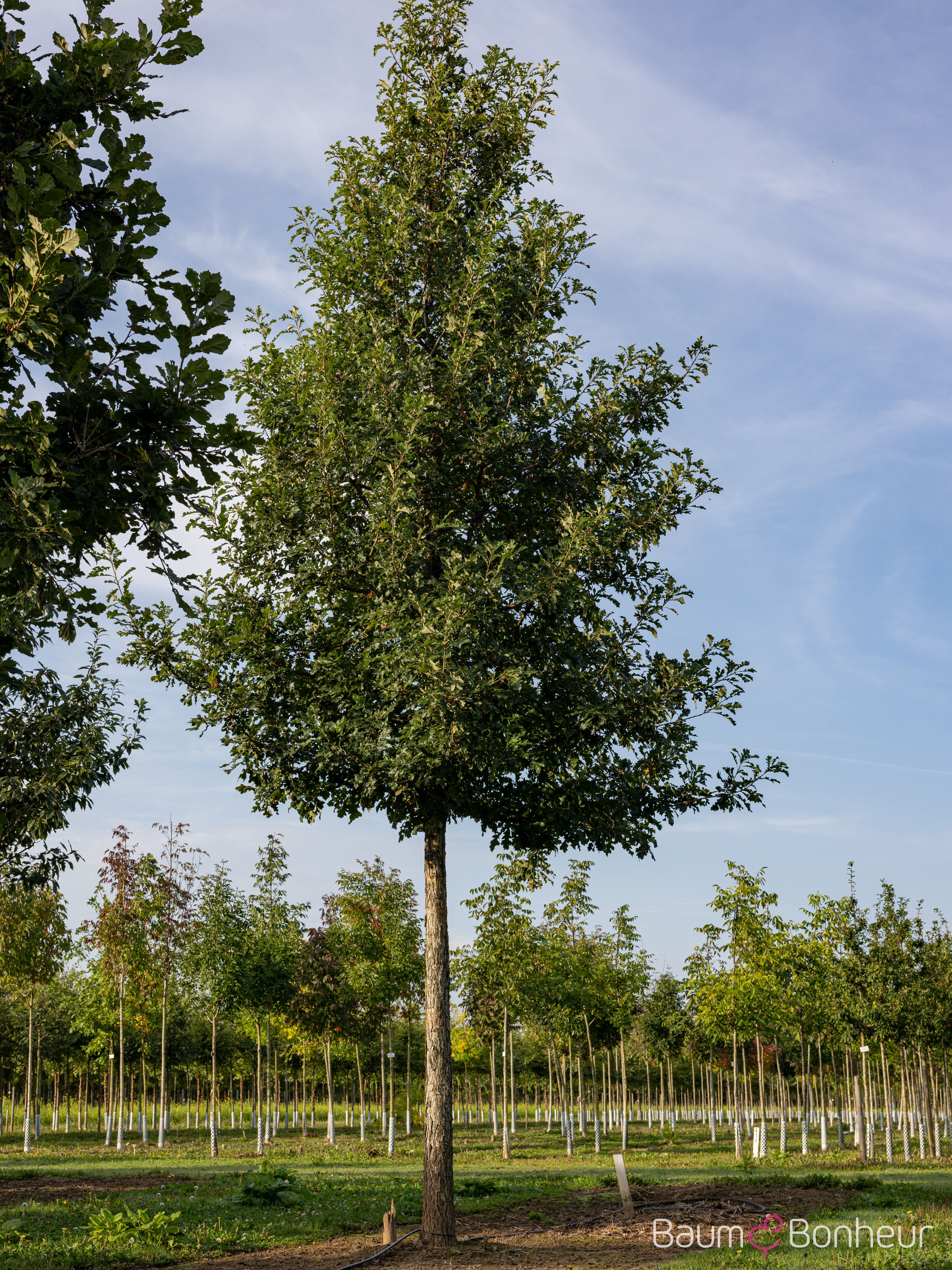 Quercus macrocarpa