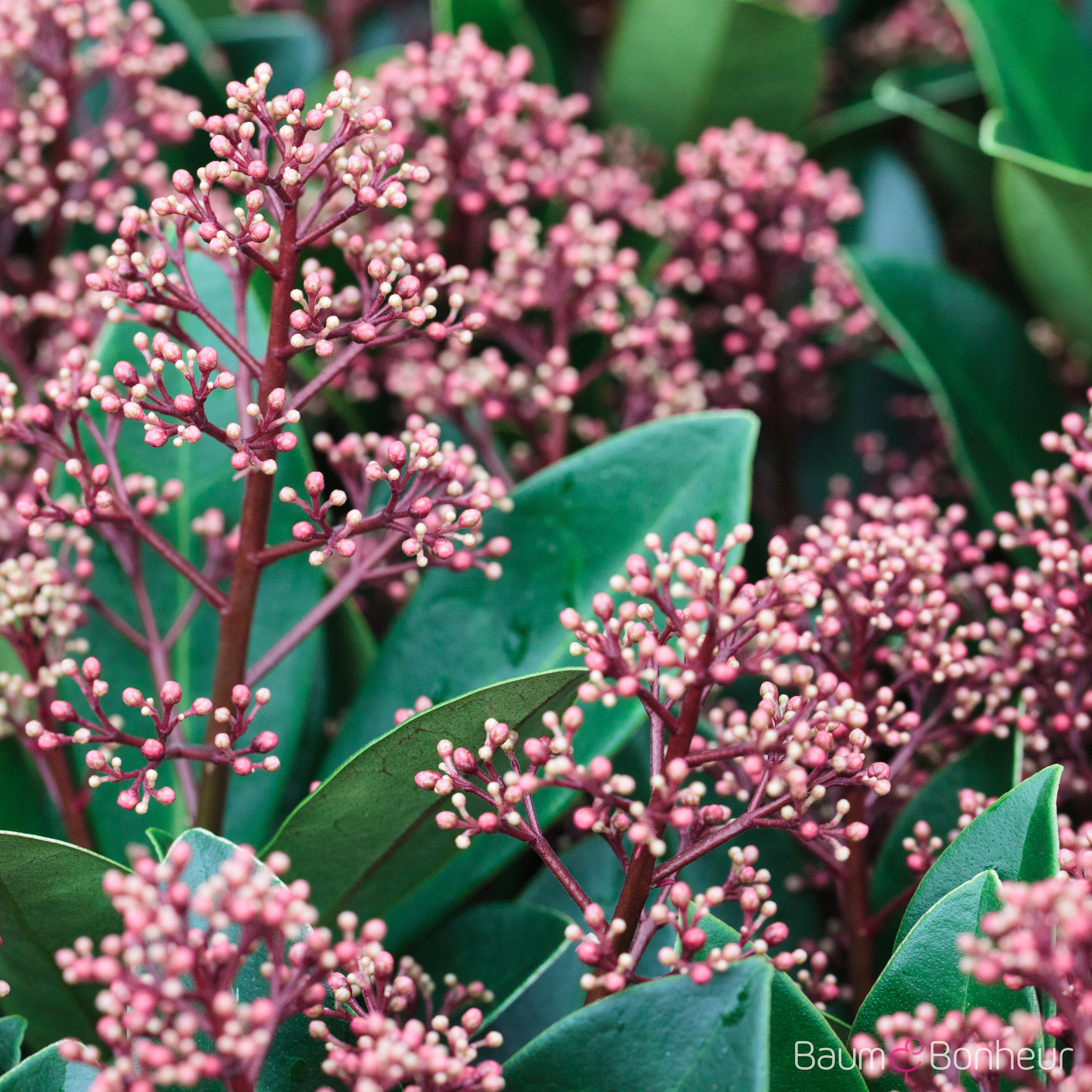 Skimmia japonica 'Rubella'