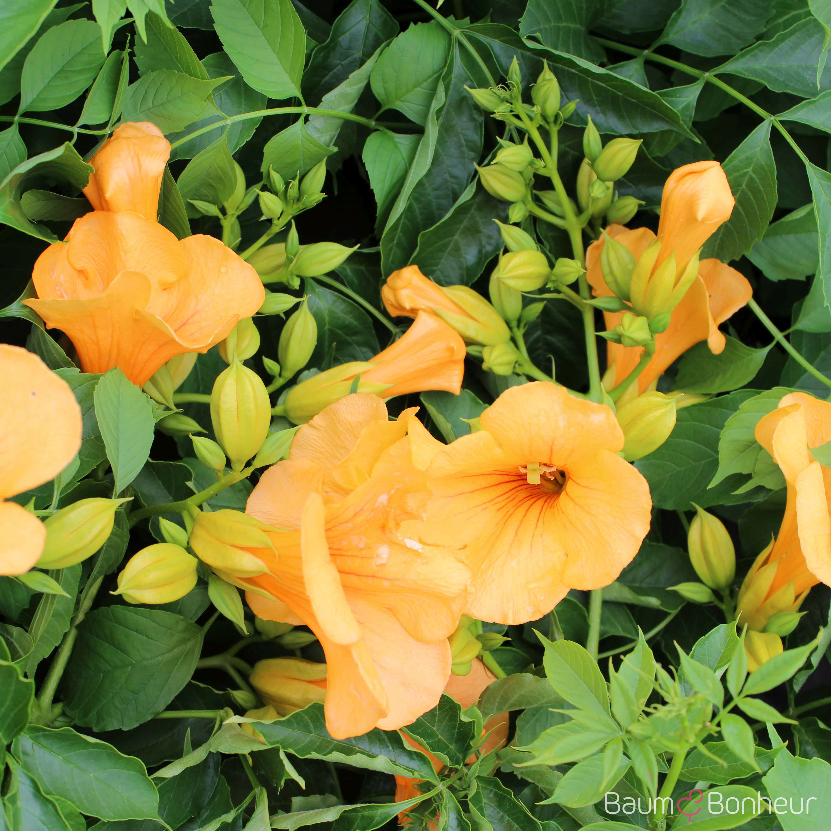 Campsis radicans 'Flava'