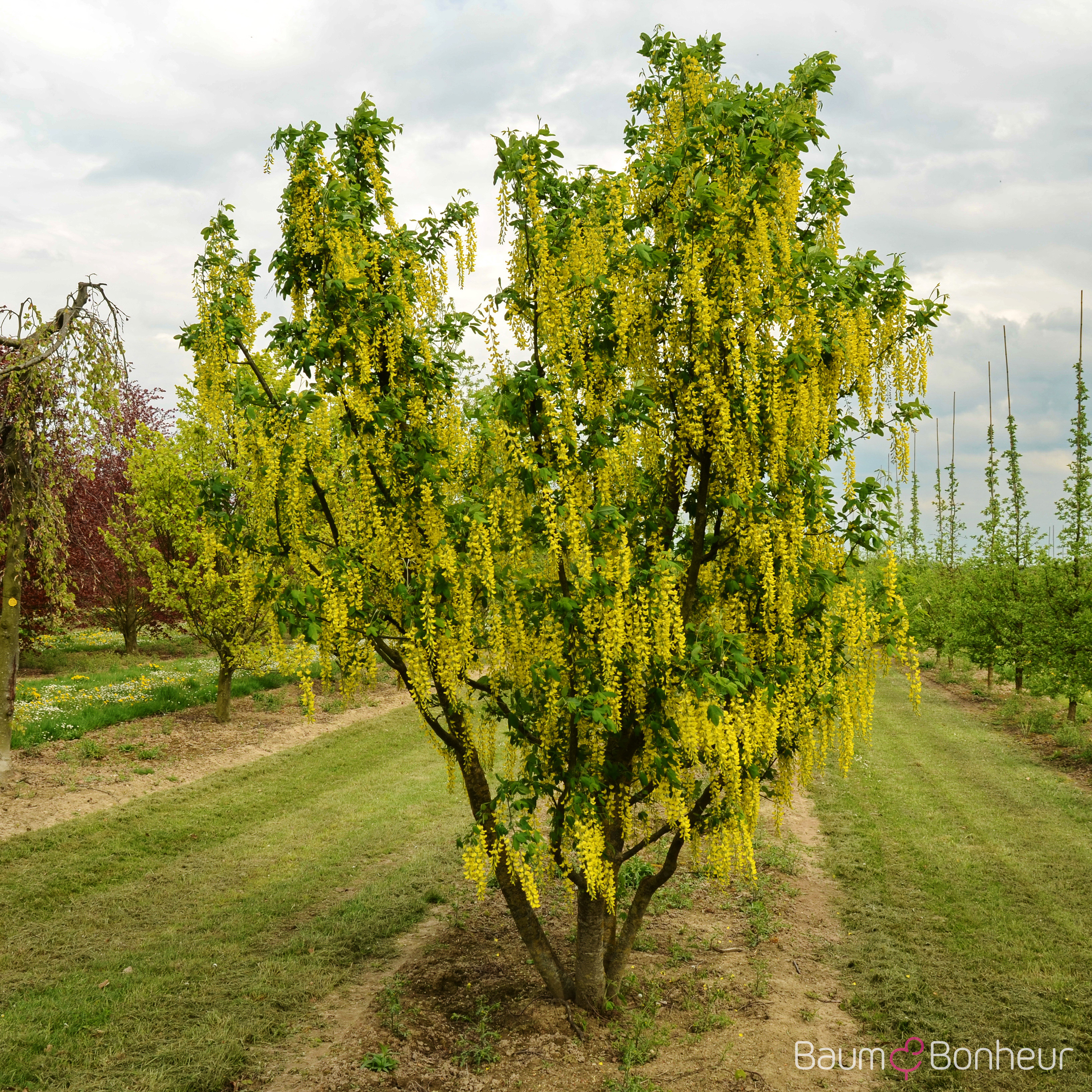 Laburnum anagyroides