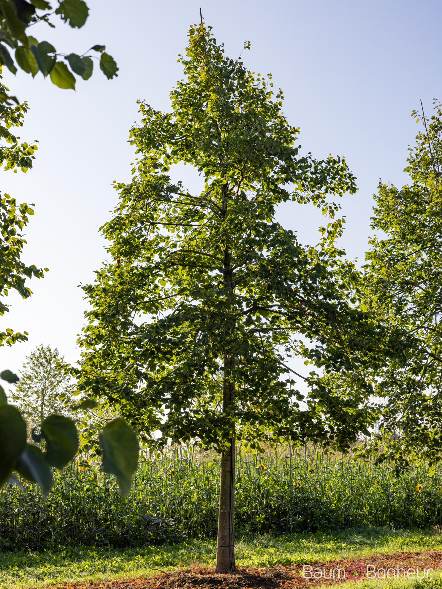 Tilia euchlora