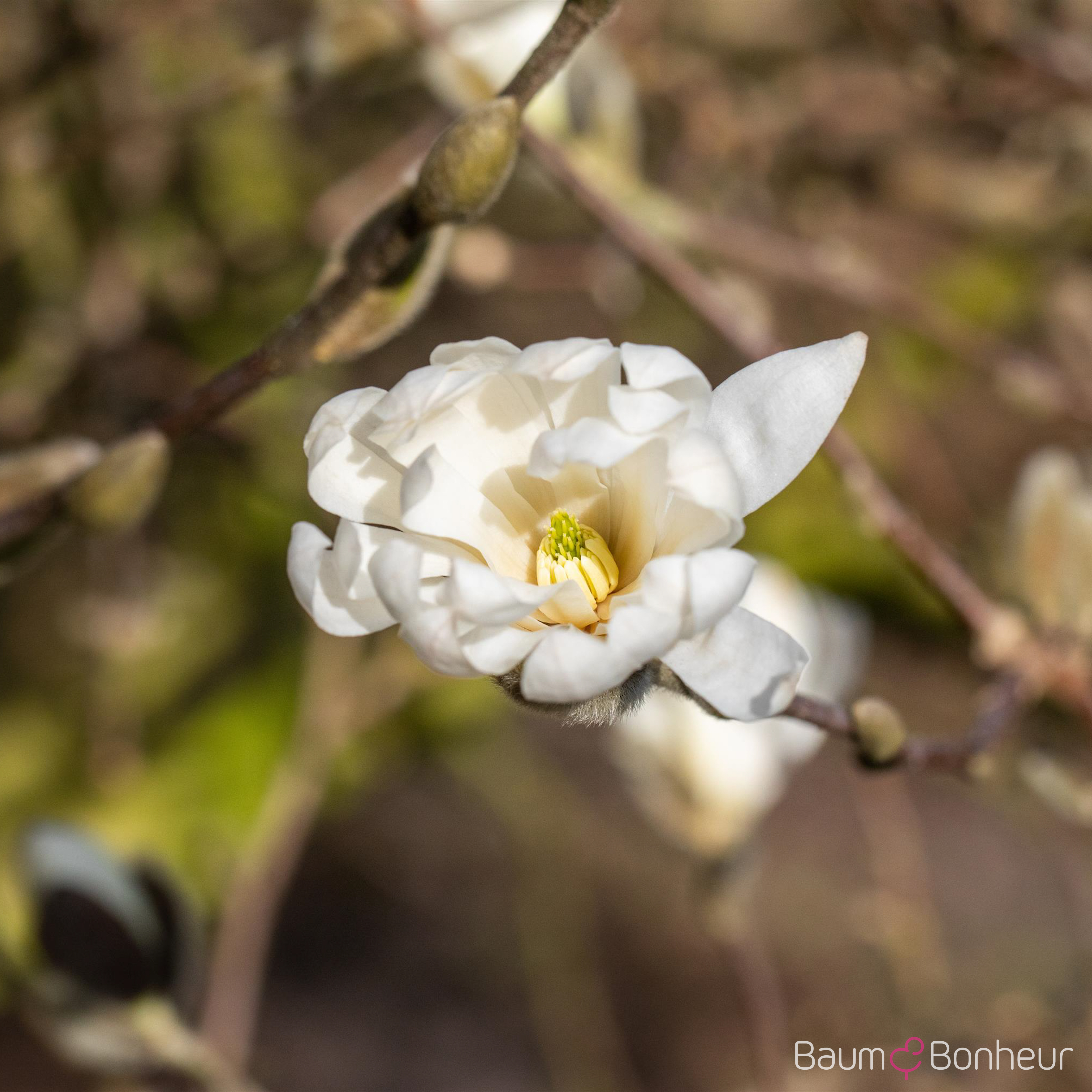 Magnolia stellata