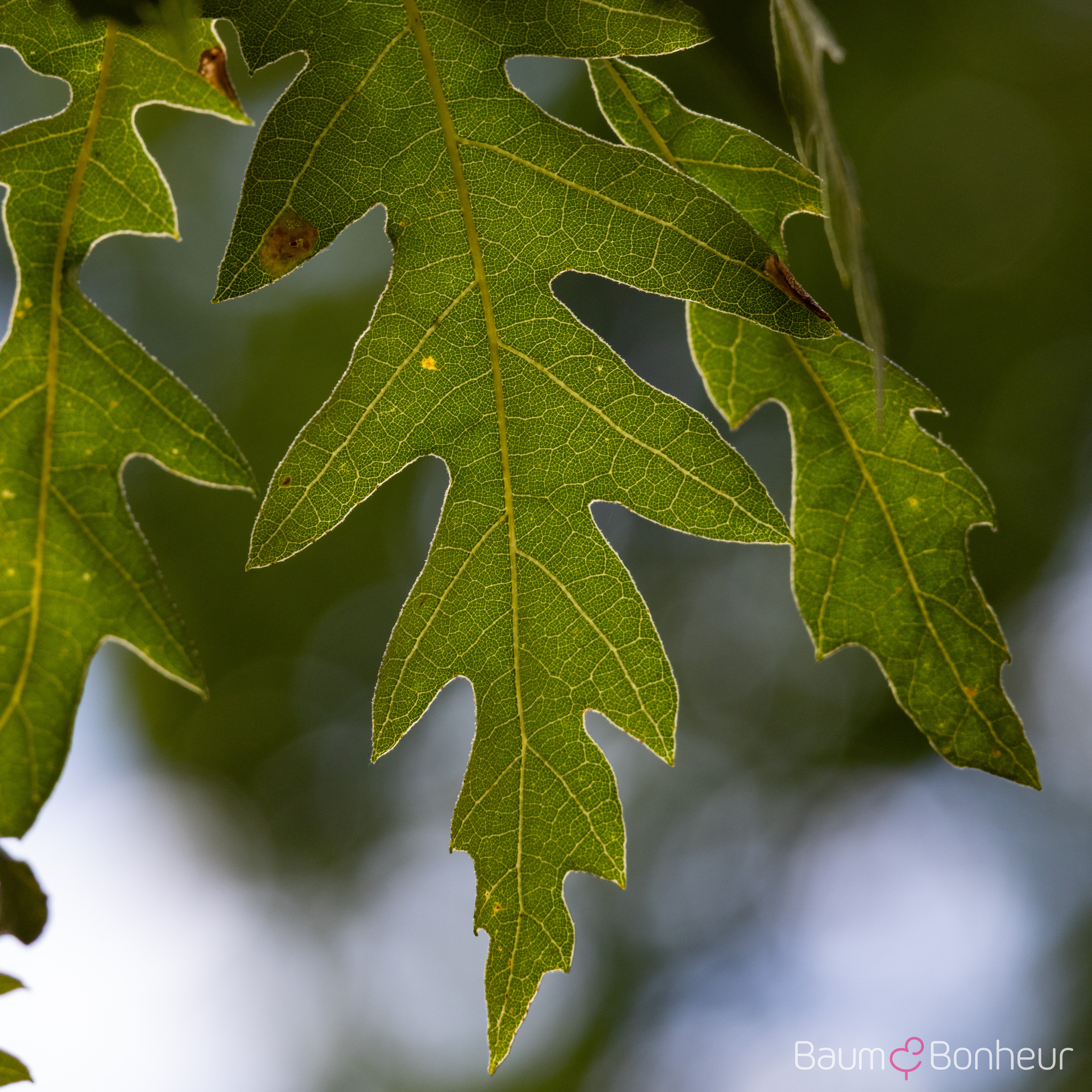 Quercus cerris