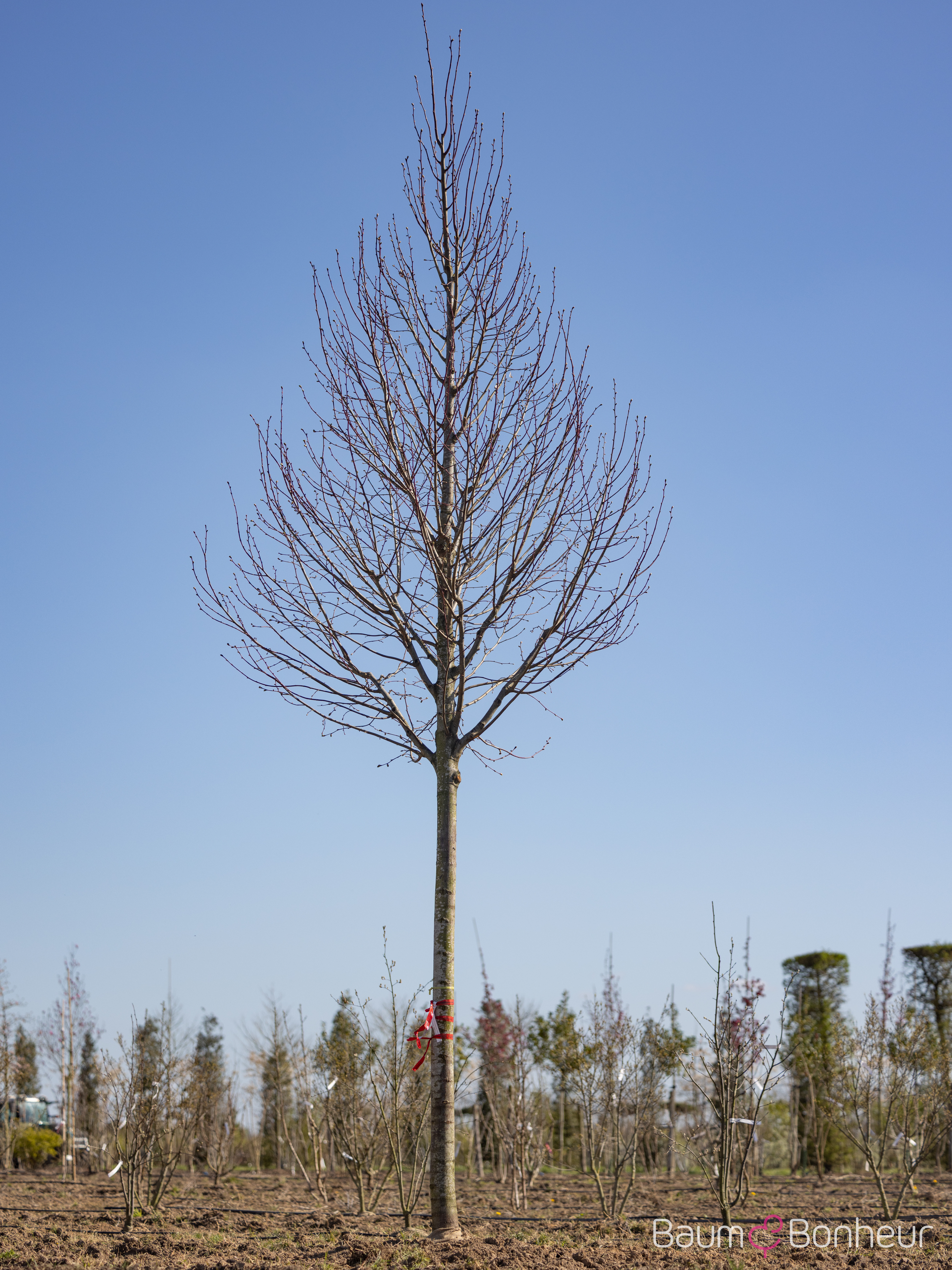 Tilia platyphyllos 'Rubra'